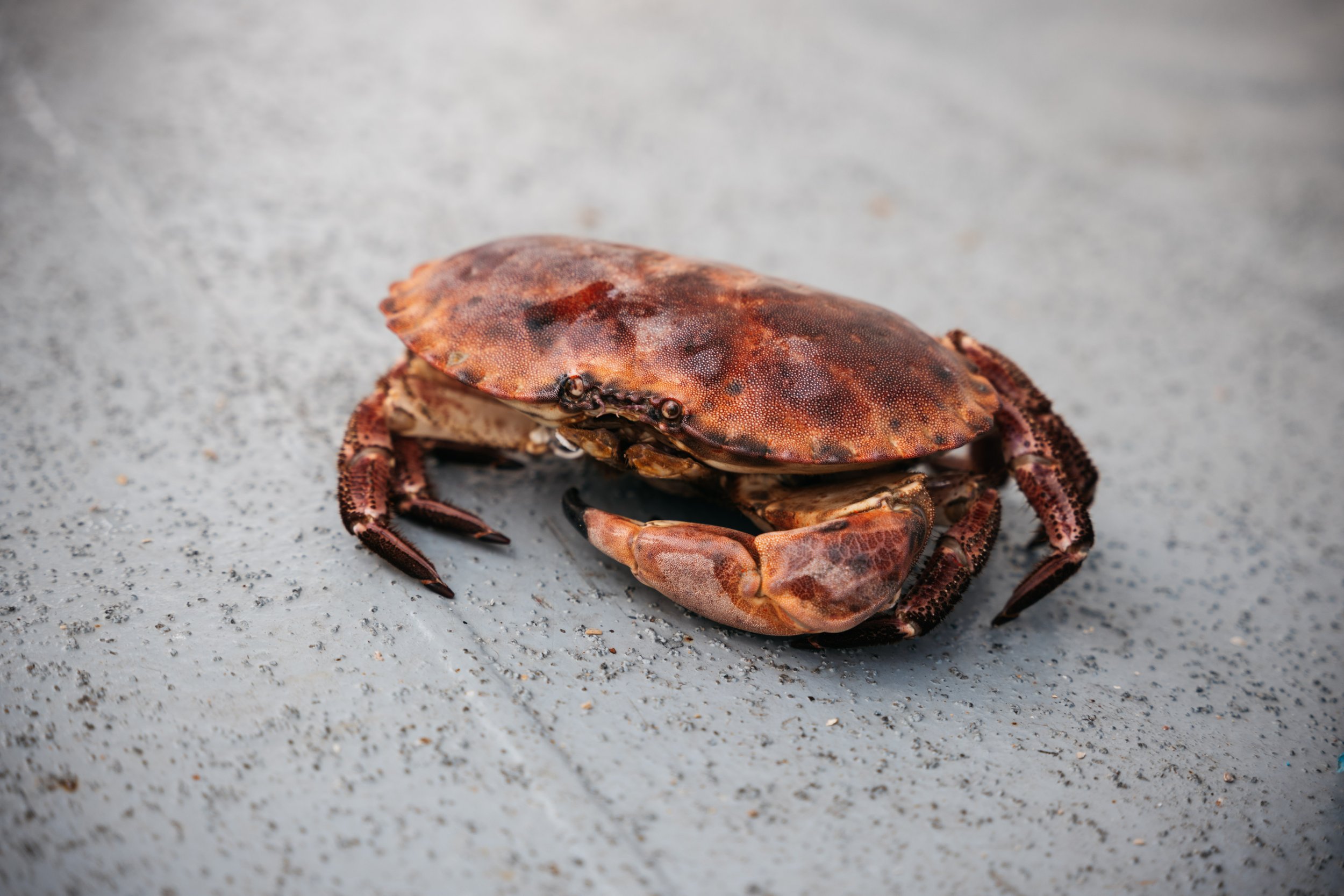  The much sought-after Cornish Crab 