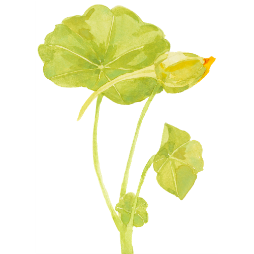 Truer Words by Lauren branded graphic - Green Flower