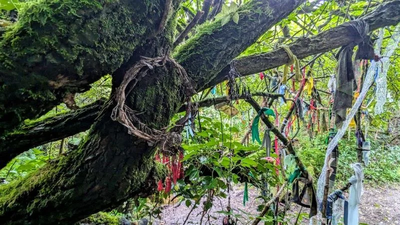 Clootie Tree resized.jpg