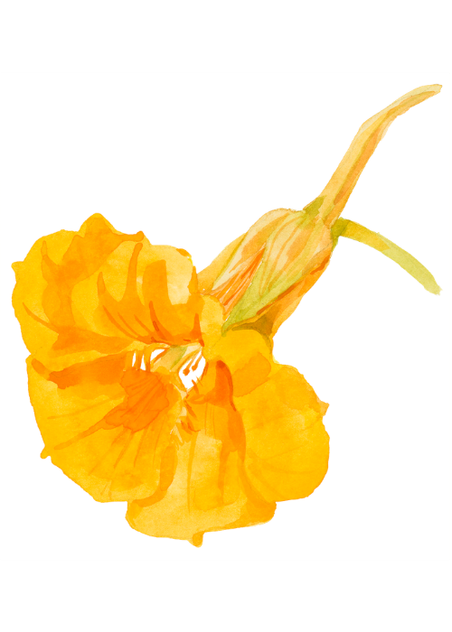 Orange flower - Truer Words brand icon