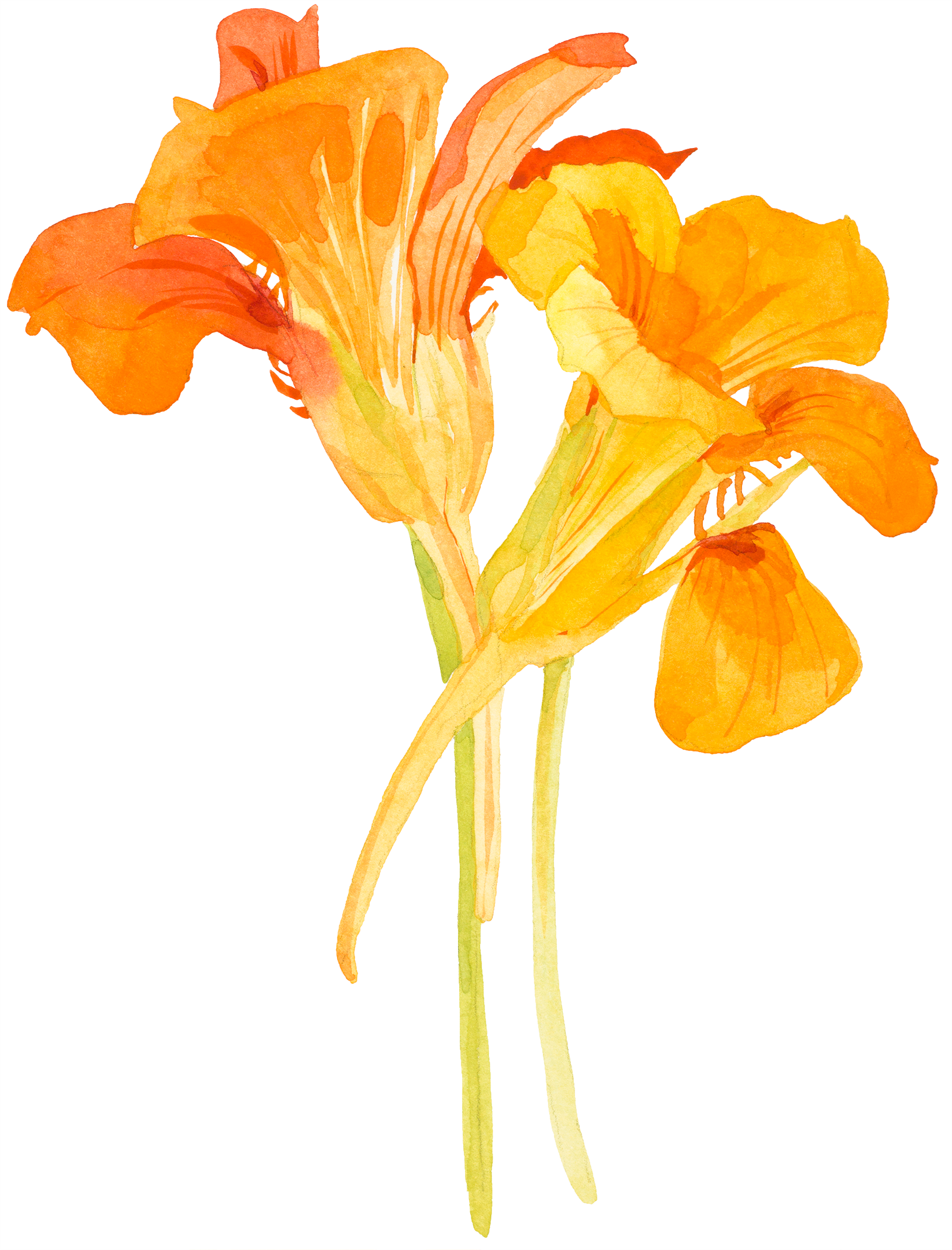 two nasturtiums, one yellow, one orange