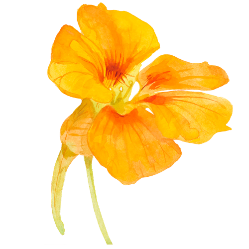 Truer Words by Lauren Brand Flower - Orange