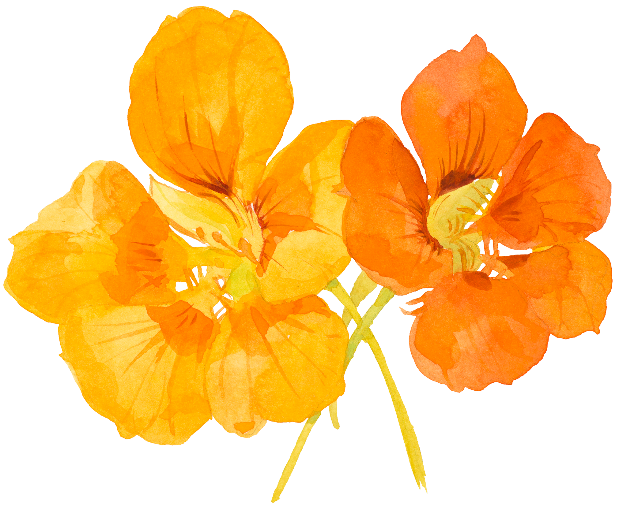 two nasturtium flowers