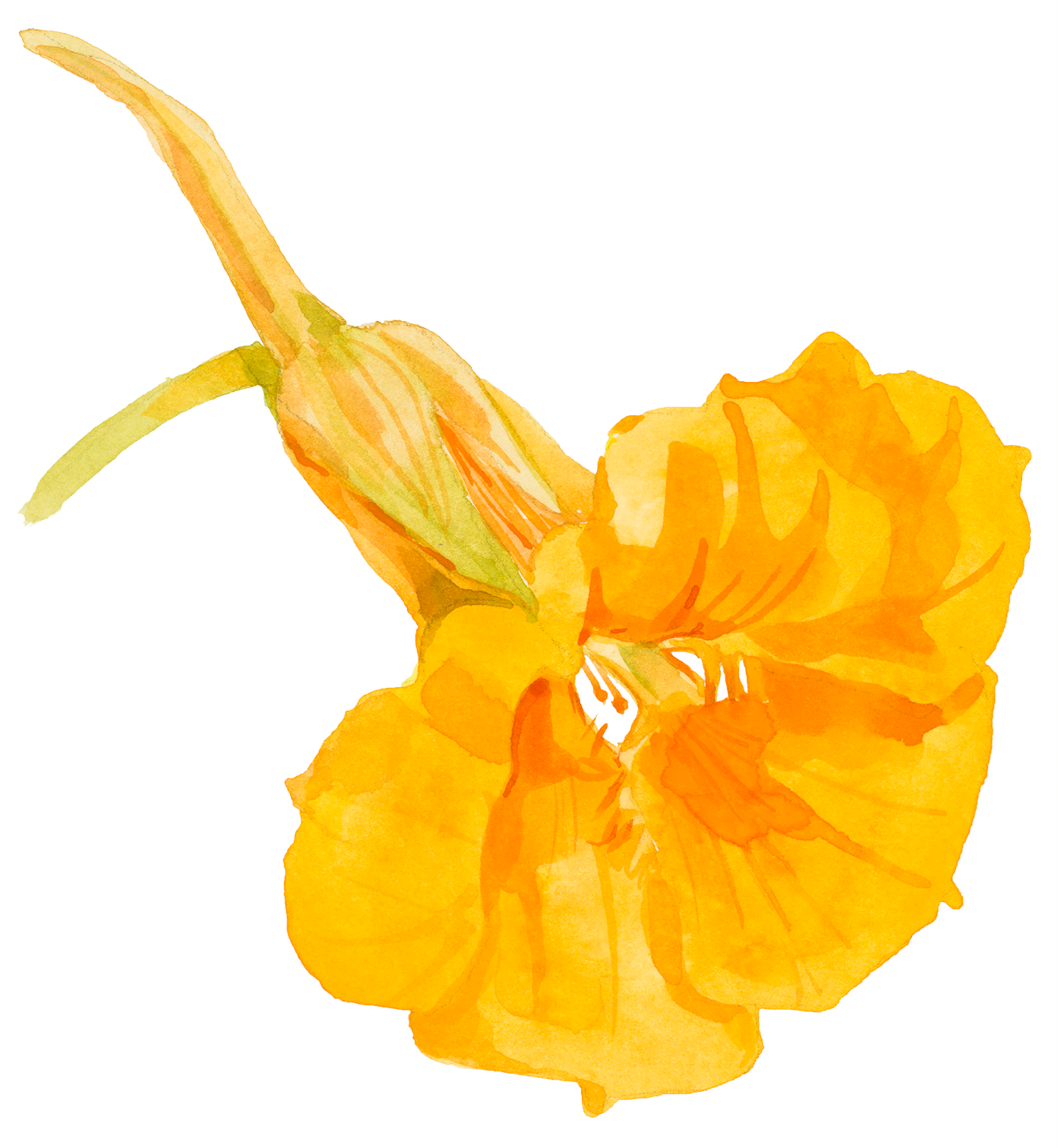 One yellow nasturtium flower