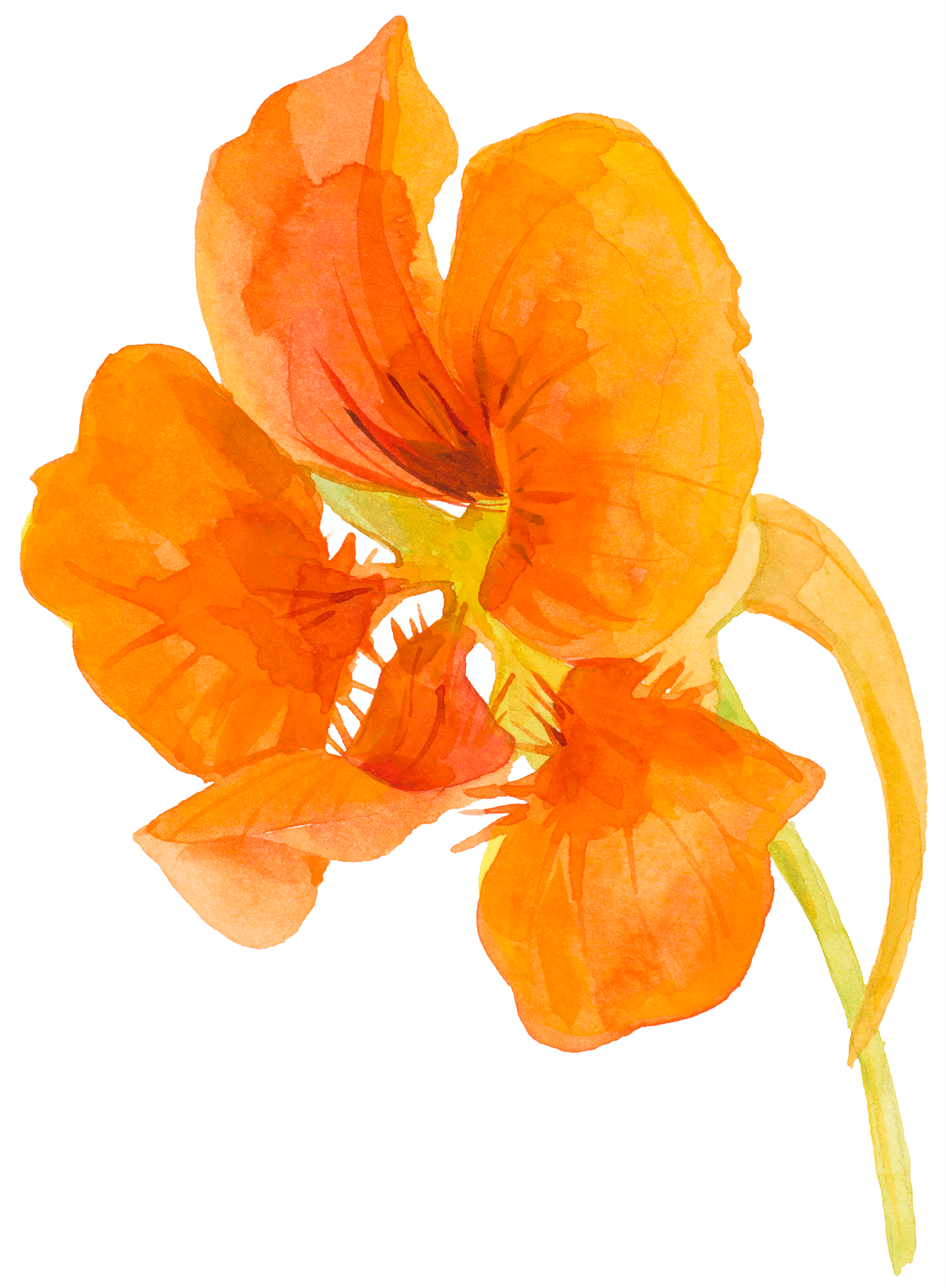 one orange nasturtium flower