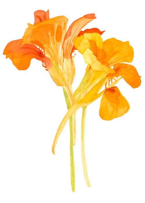 two orange flowers - Truer Words brand icon
