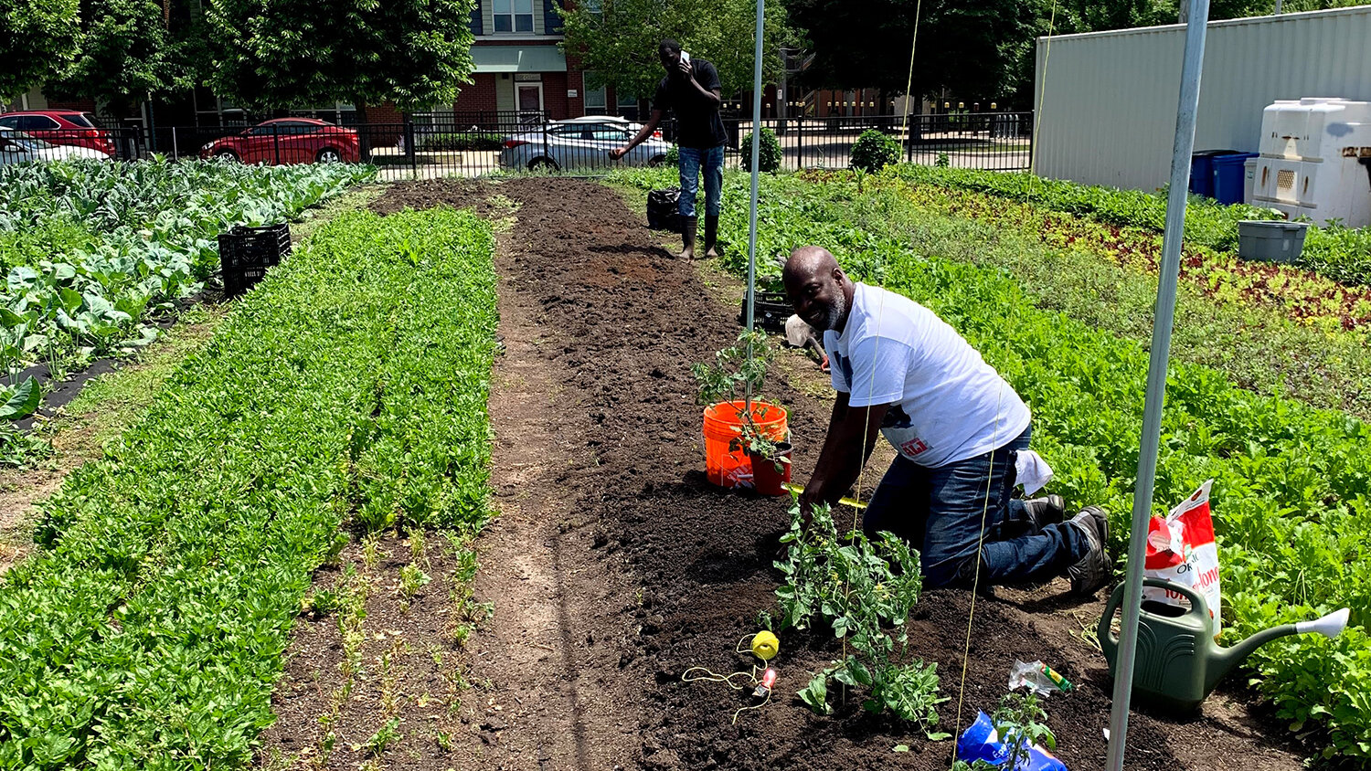  Windy City Harvest assists incubator farmers in setting up small farm businesses to grow produce at Legends Farm in Bronzeville. Photo courtesy of Chicago Horticultural Society. 
