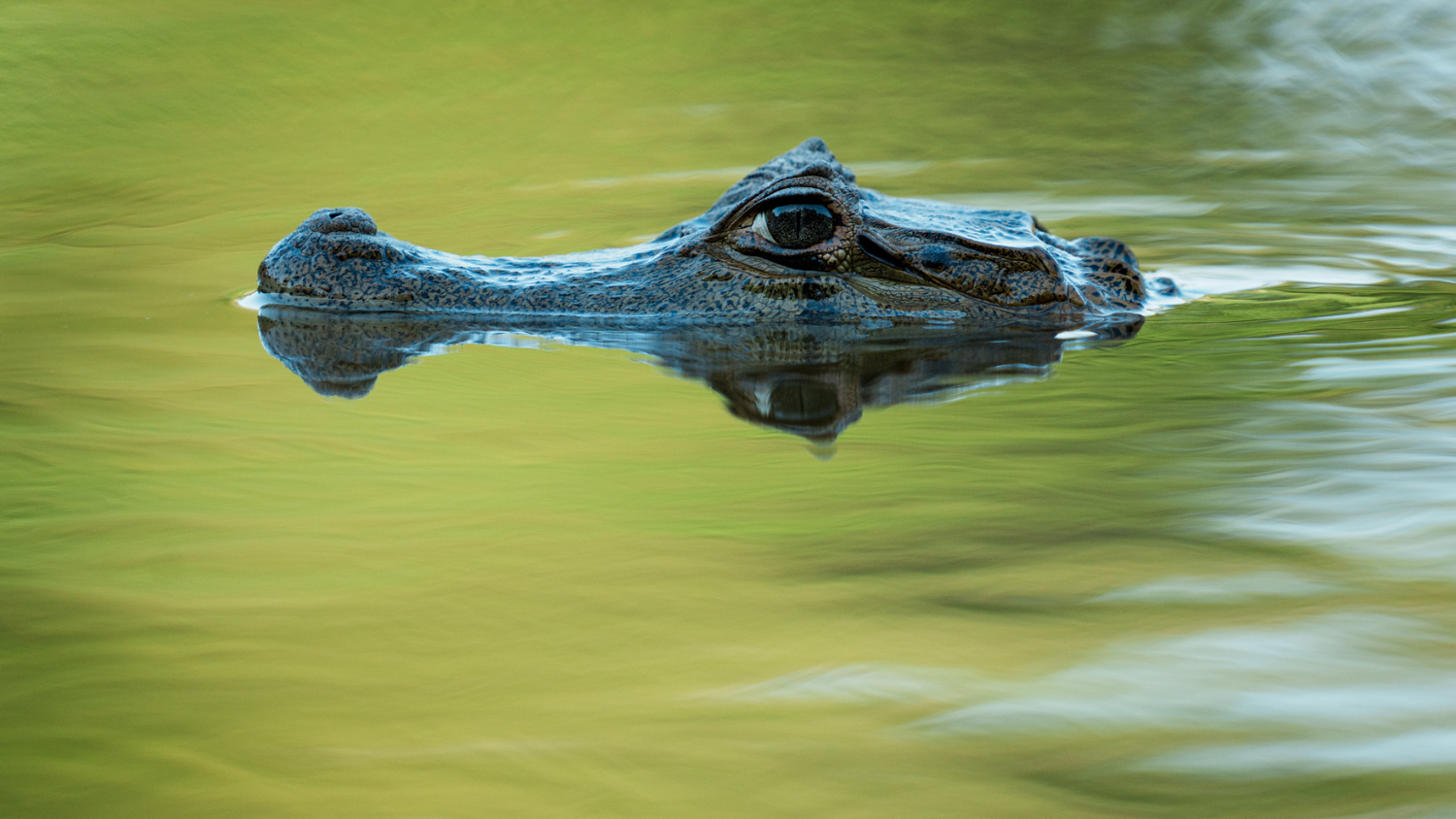  Caiman crocodilus (common or spectacled caiman) in the vicinity of Camp Amuku