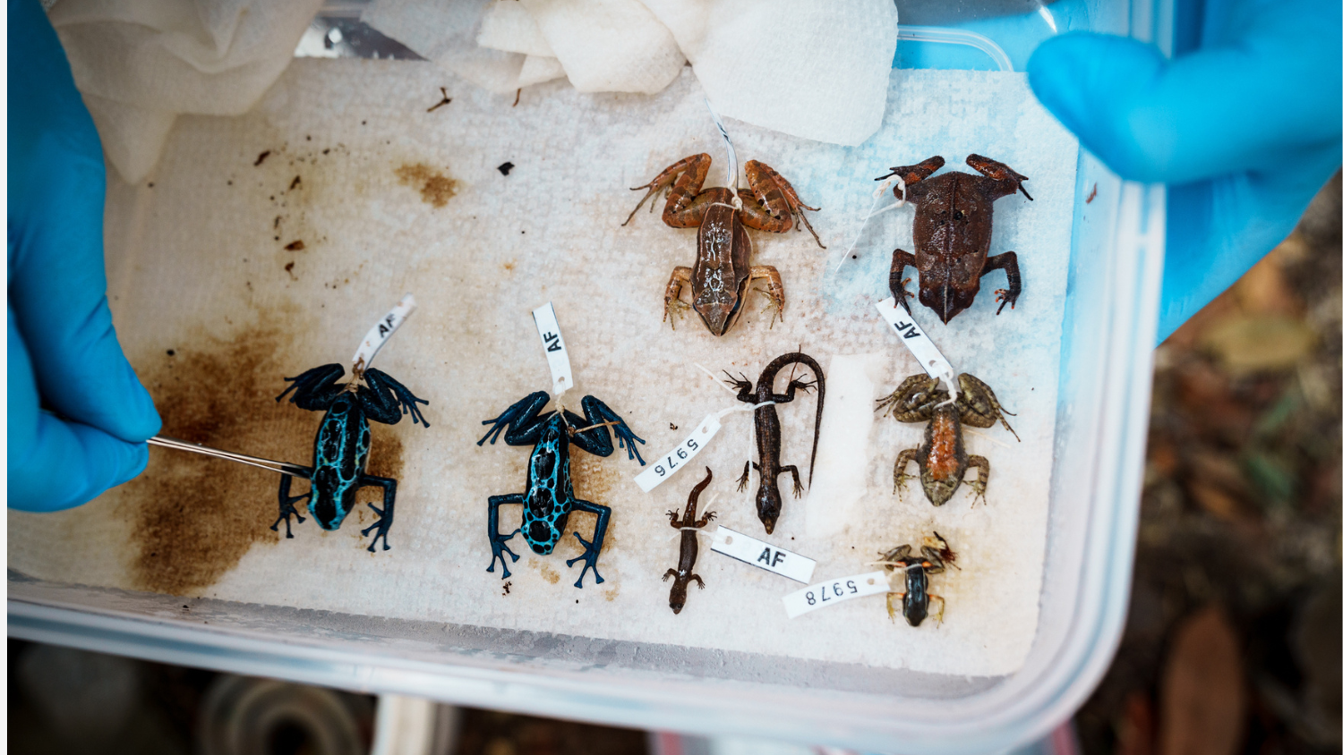 A tray of frog and lizard specimens collected near Camp Amuku