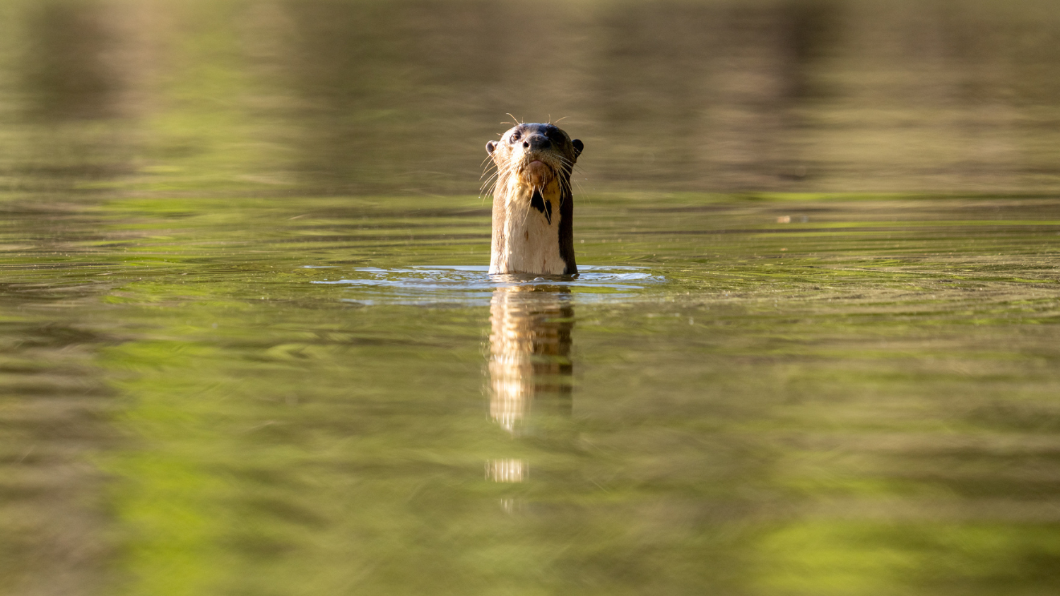 Giant river otter on the Essequibo River near Camp Amuku