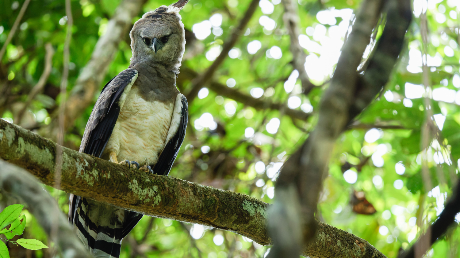 The crested eagle was one of the apex predator birds documented.