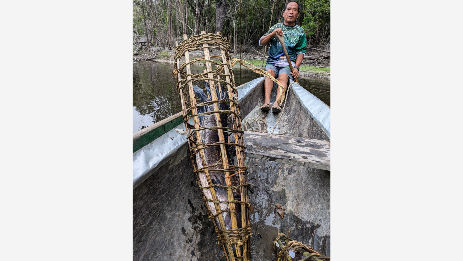 Isaiah Ayaw of Masakenari Village utilized a Waiwai fish trap ("kamina") to catch a large wolf fish at Camp Monkey Jump.