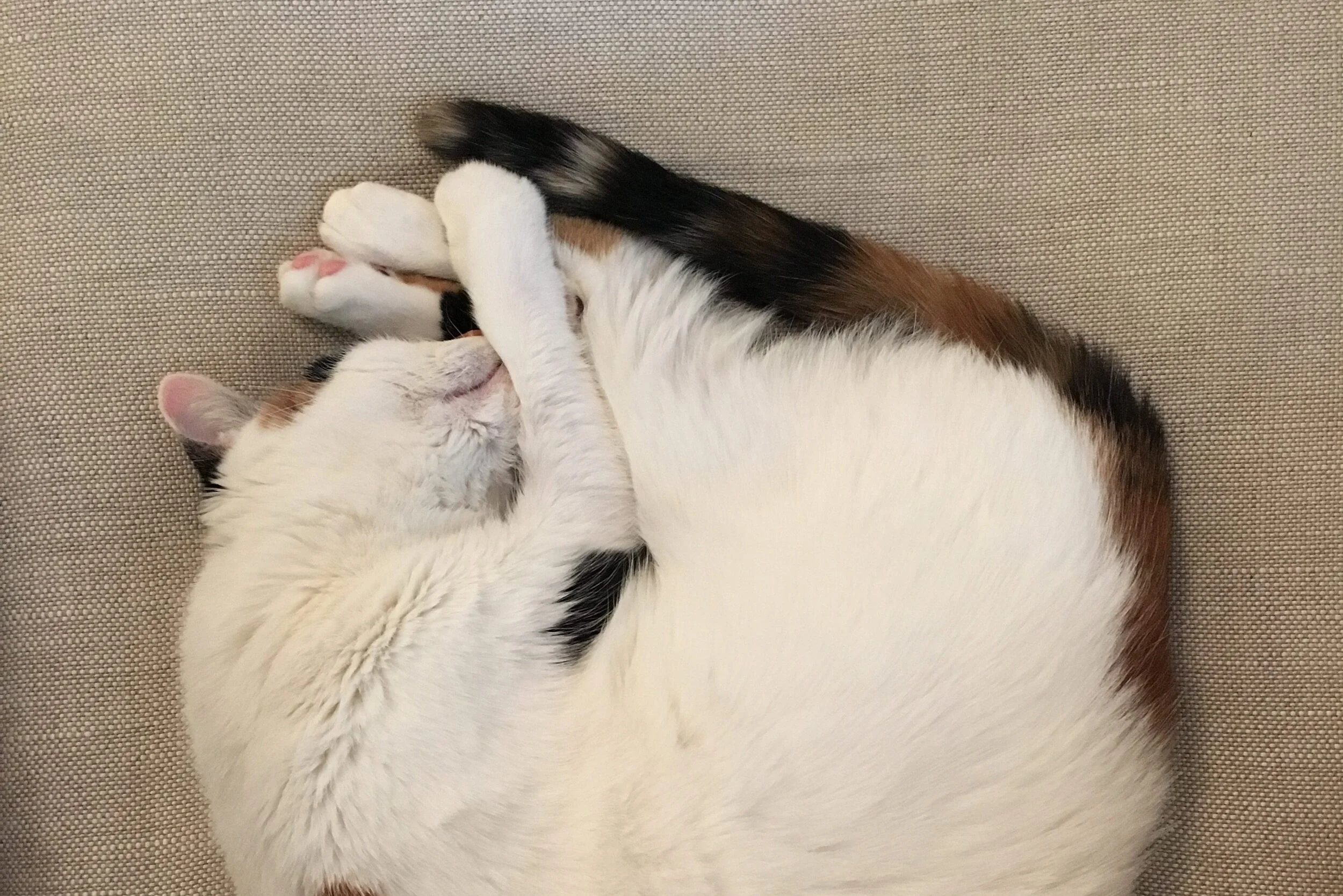 The origin story of my story