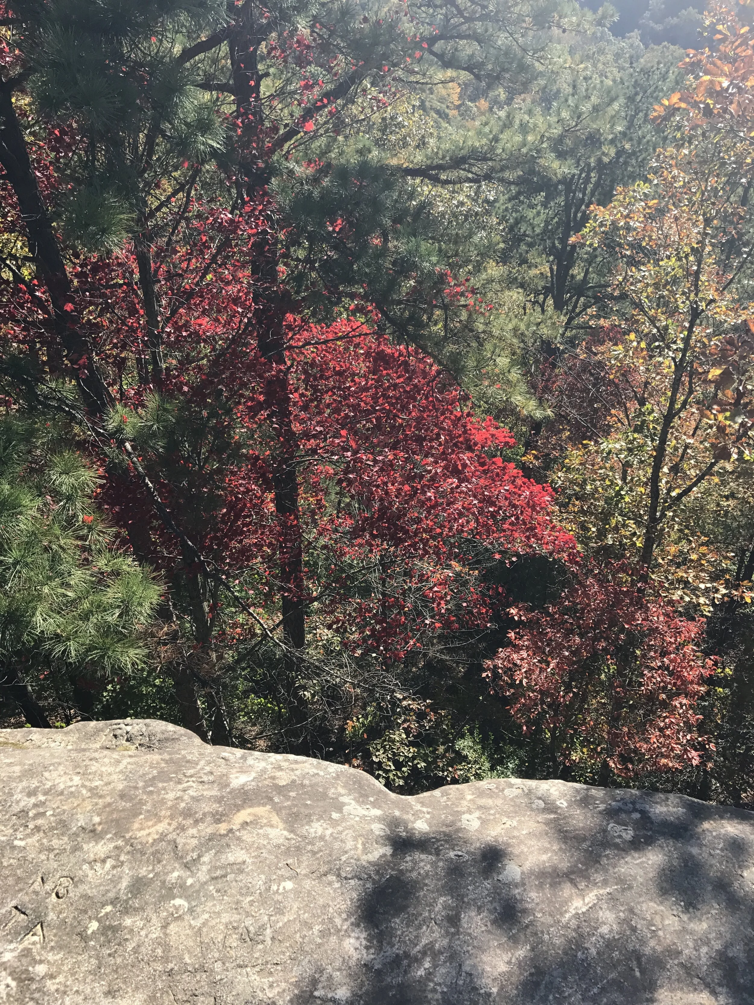 Natural Bridge State Park
