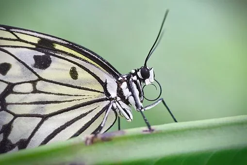 Close-up of a black and white butterfly perched on a green leaf.