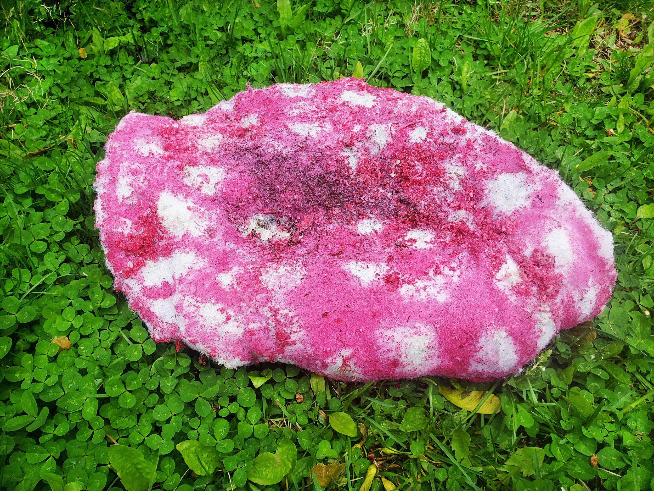 Mushroomcap-01.jpg