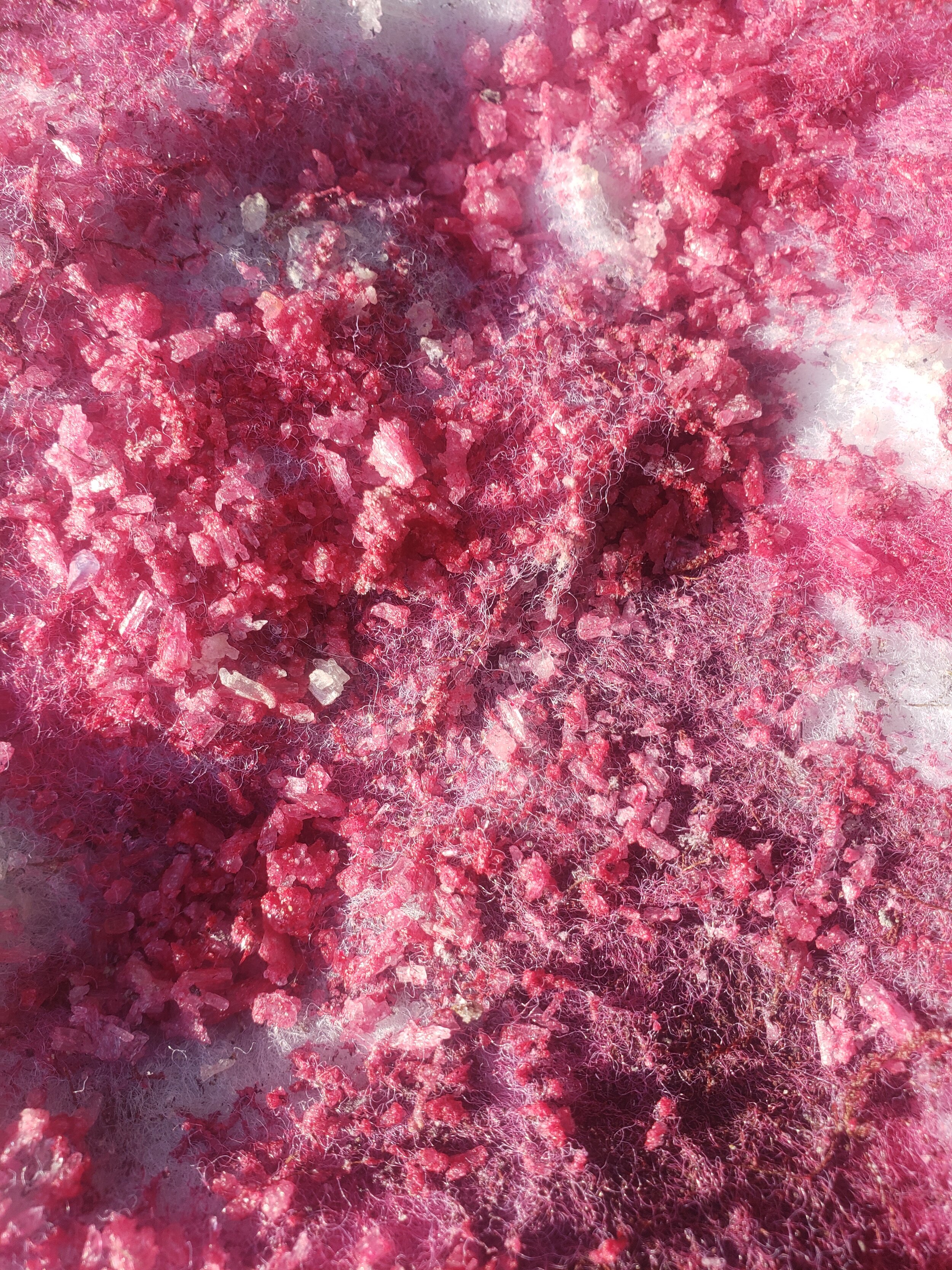 mushroomcap-03.jpg