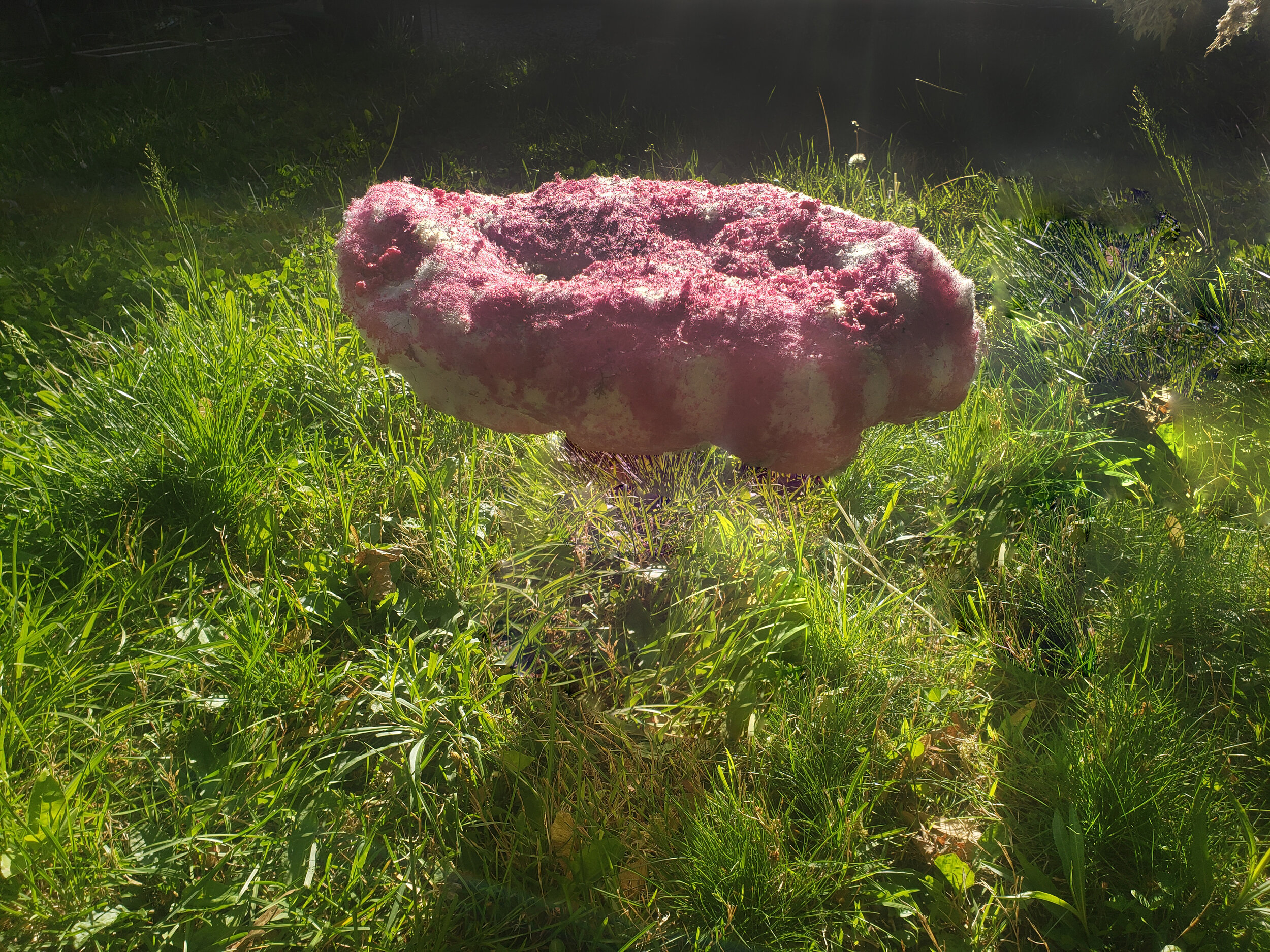mushroomcap-02.jpg