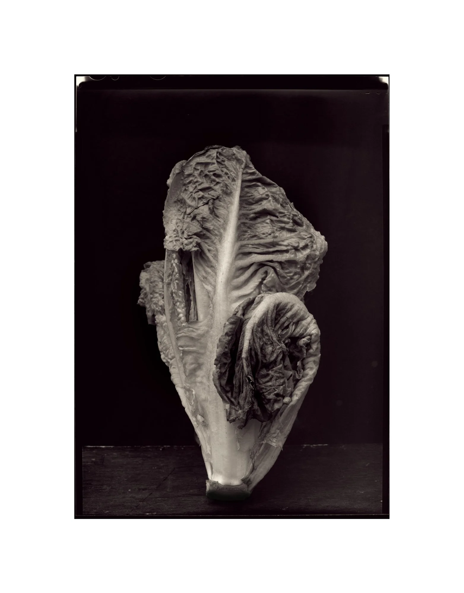 Evidence We Were Here: Lettuce ready for compost 2026