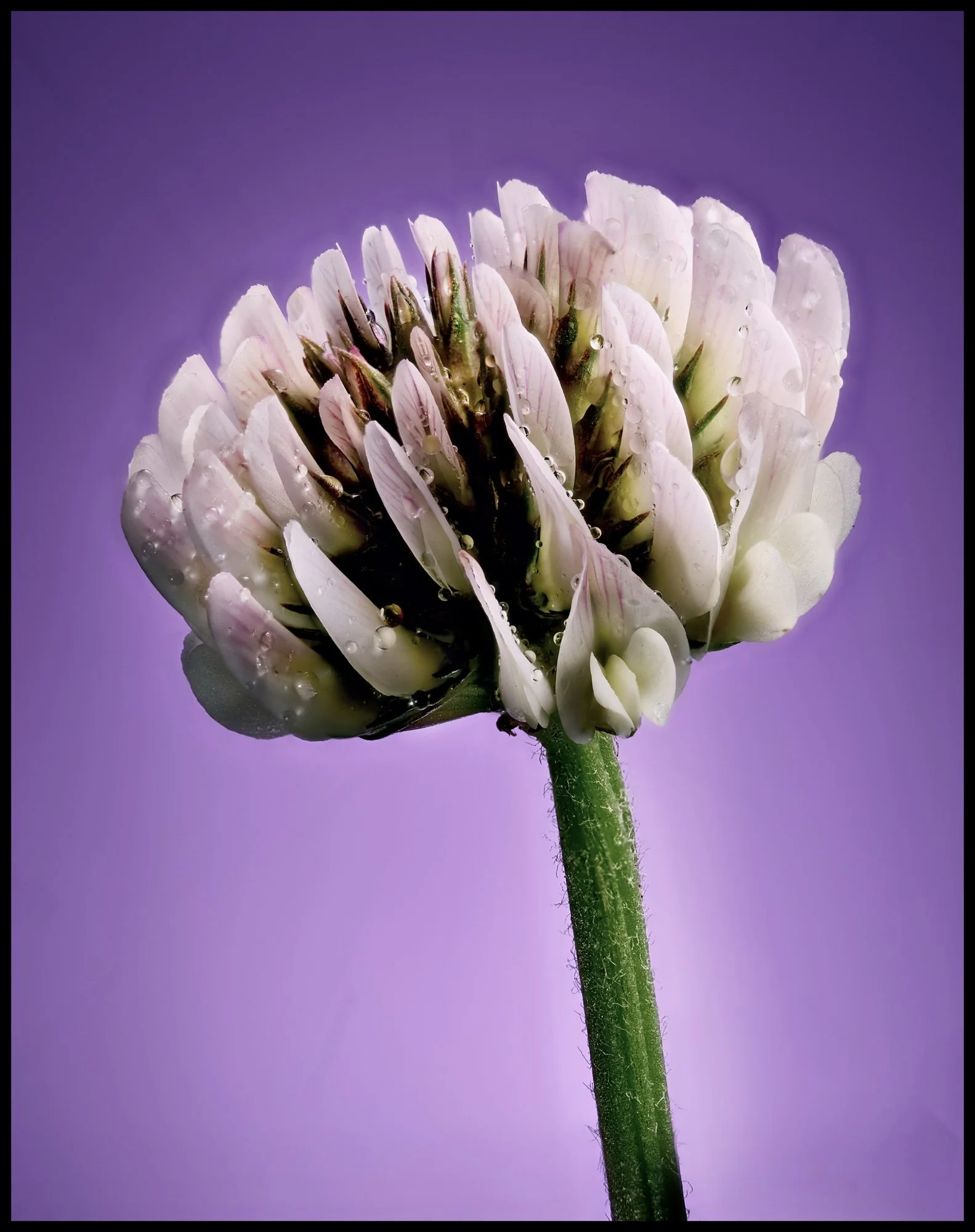 As Seen: Summer Clover