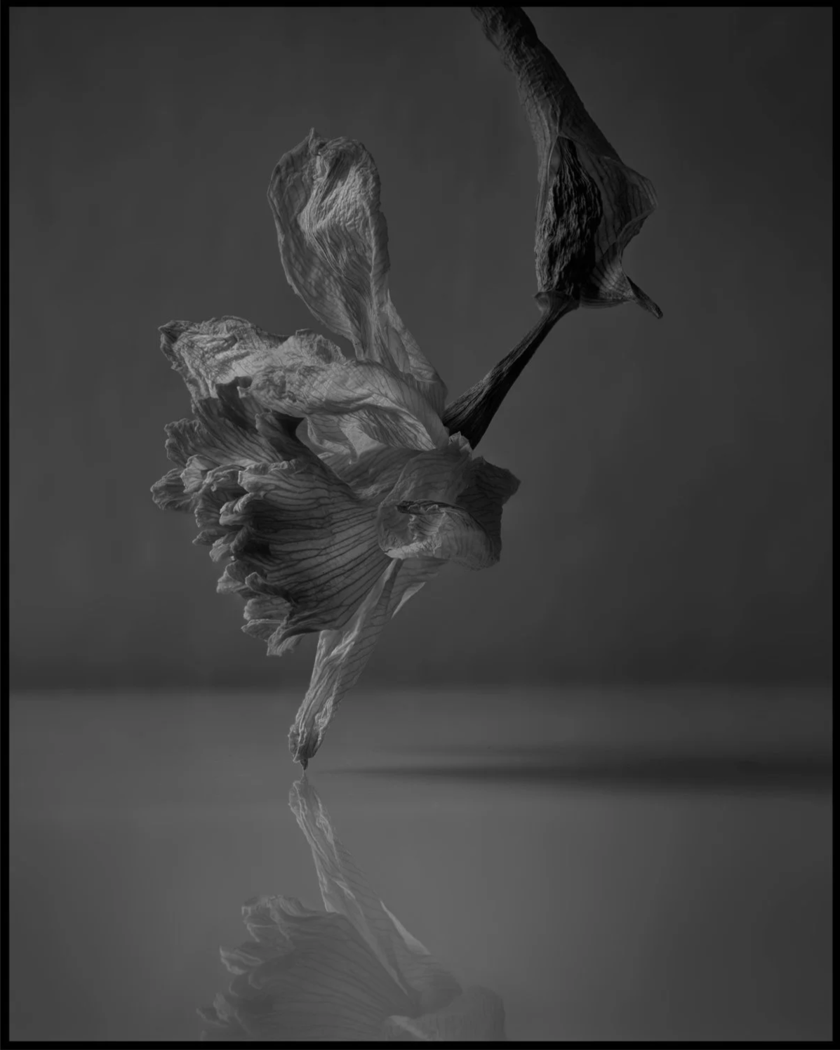 Observations: Last Year’s Daffodil 2026.