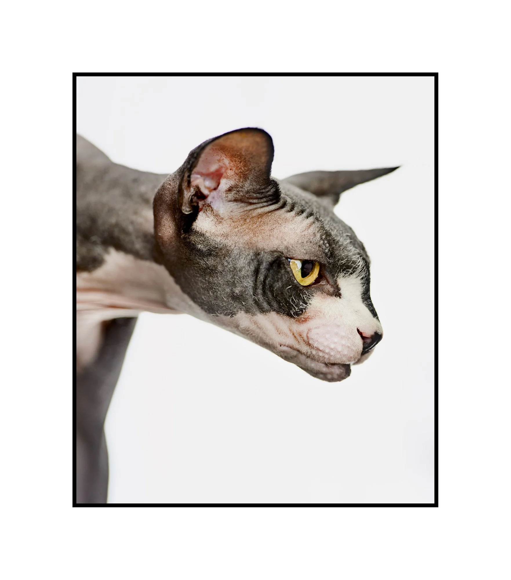 As Seen: Winston, Sphynx (hairless) Cat. 1st rescue birthday, oct. 2026