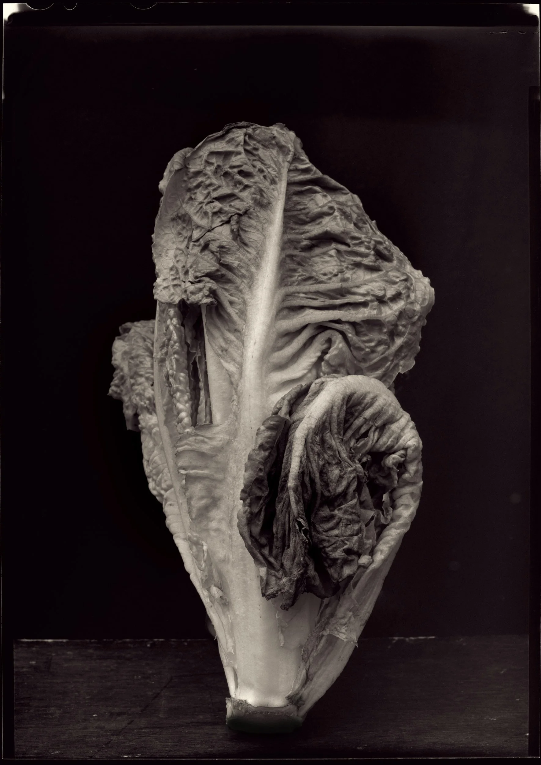 260412-lettuce-web.jpg