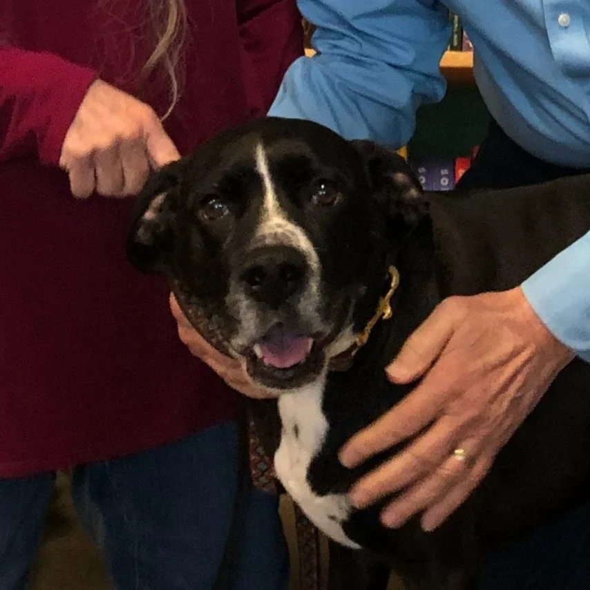 A photo of Bubba, a black and white dog, in the bookstore.