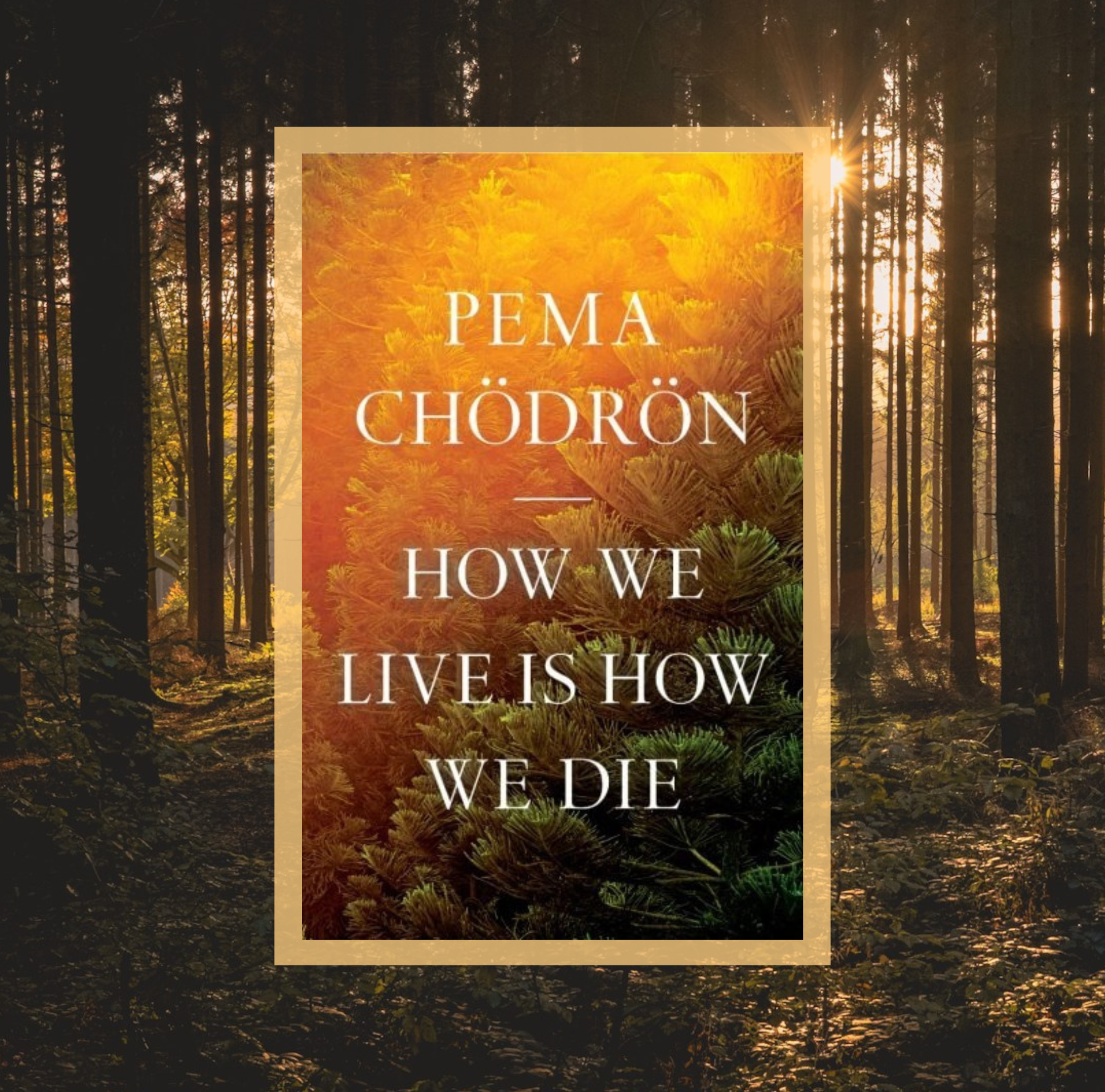 The cover of How We Live Is How We Die by Pema Chödrön on a background of a photo of a sunset in a forest.