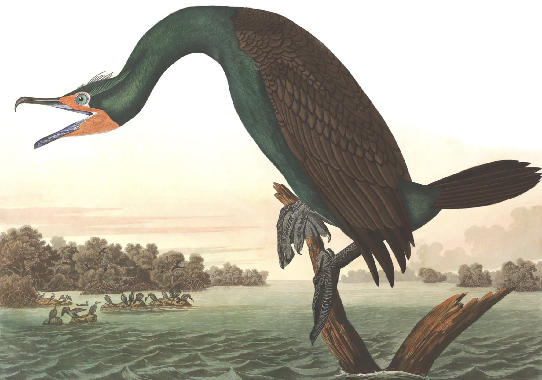John James Audubon relied on African Americans and Native Americans to collect some specimens for his ‘Birds of America’ prints (shown: Florida cormorant), but never credited them. National Audubon Society, CC BY