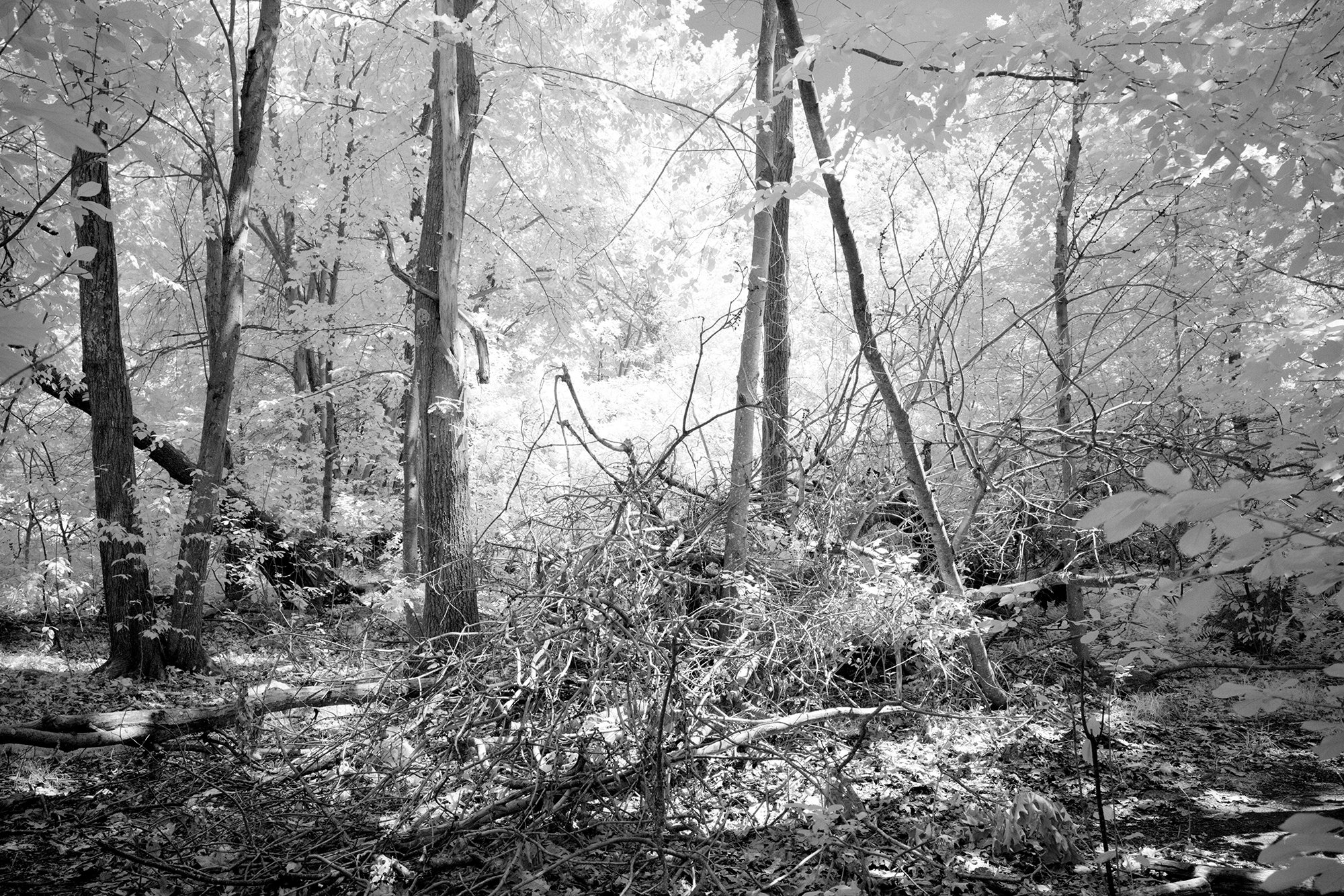 Untitled20-second edit.jpg