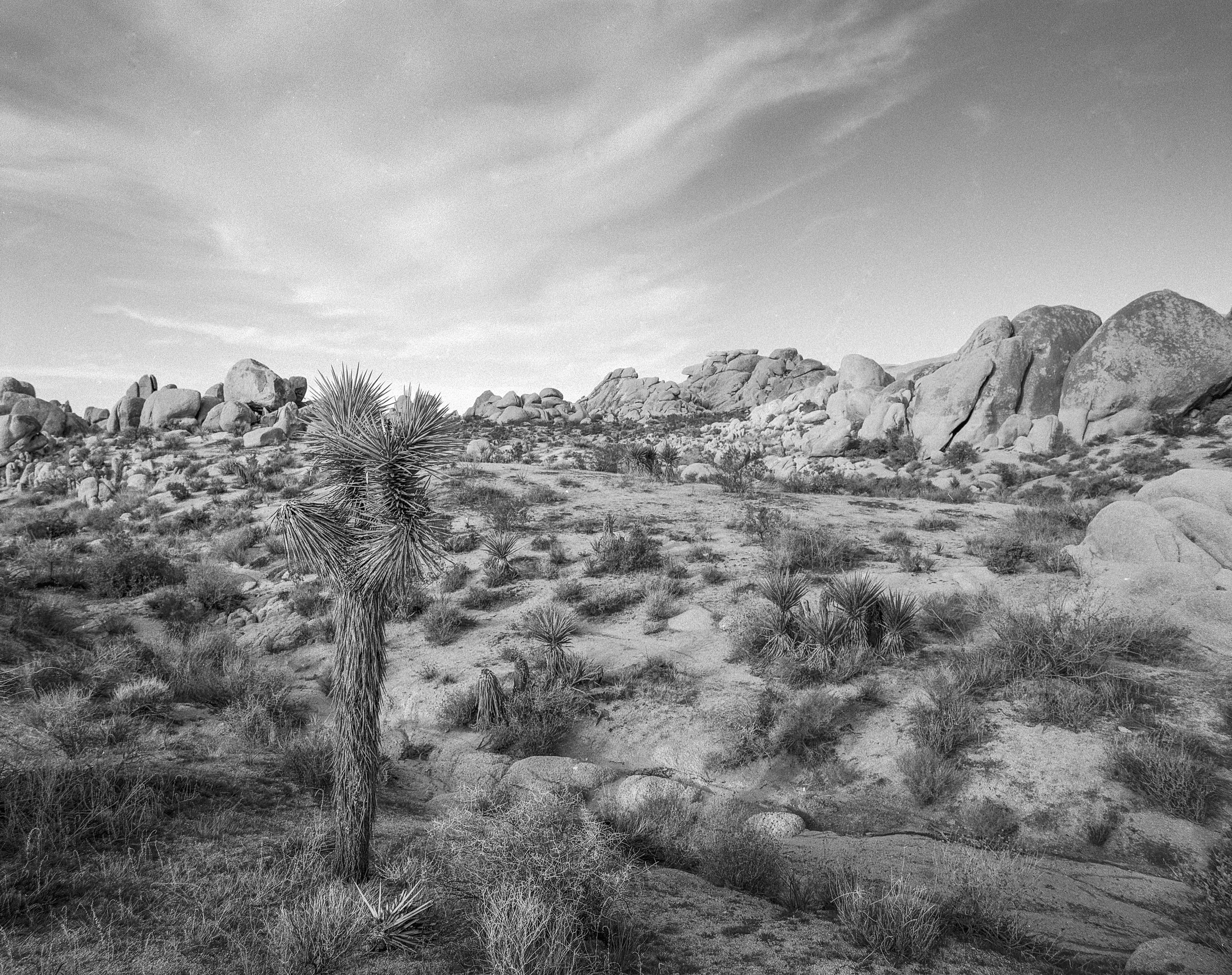 JT cholla (3)-Edit.jpg
