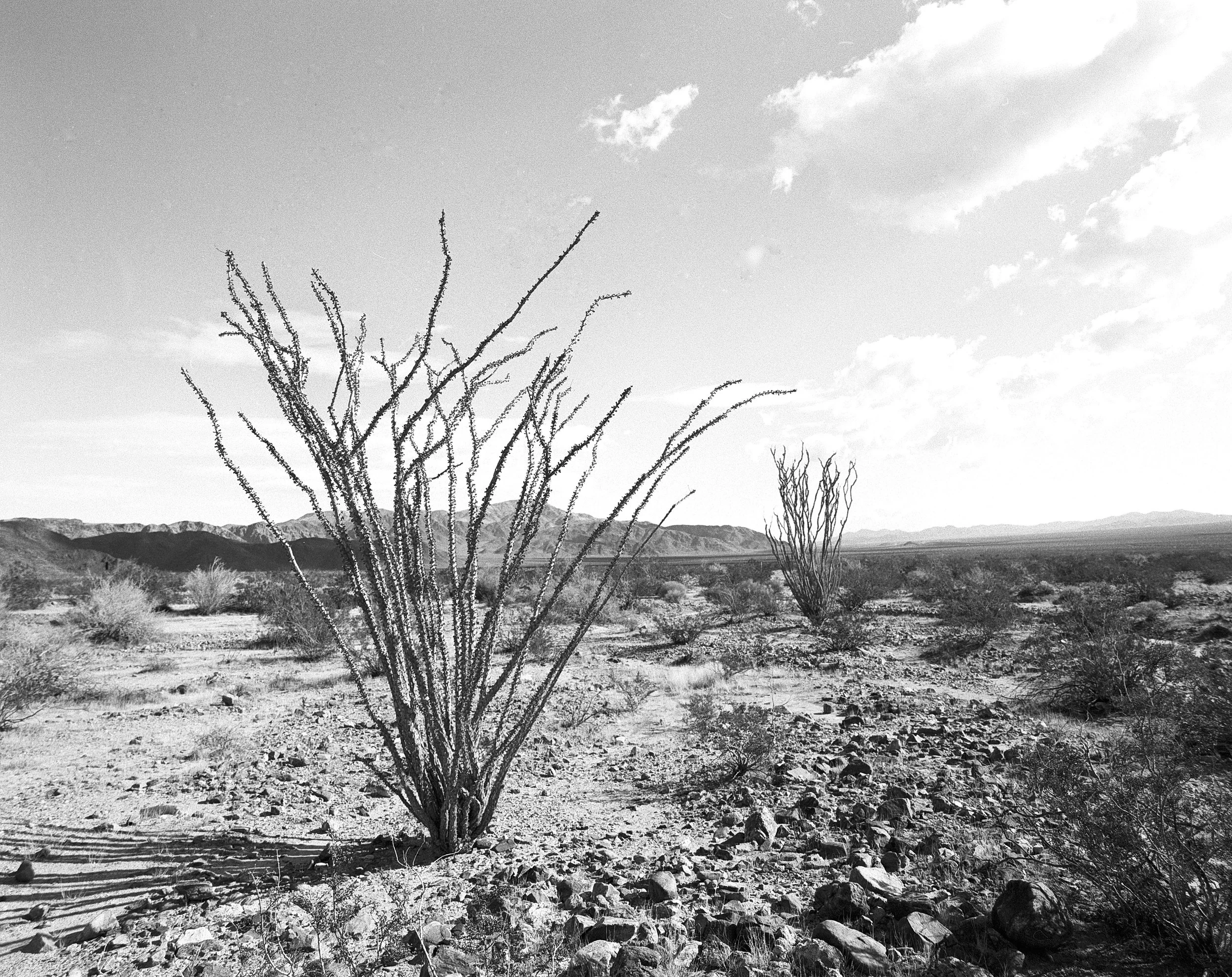 JT ocotillo pair-Edit.jpg