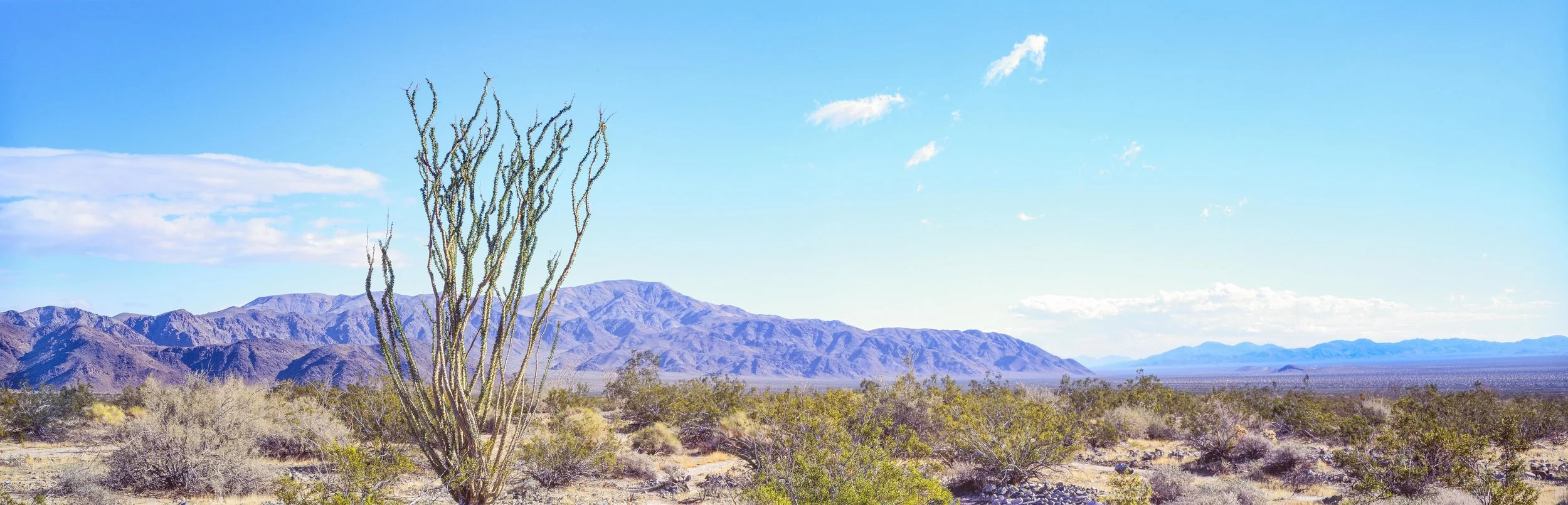 JT Ocotillo Landscape color-Edit.jpg