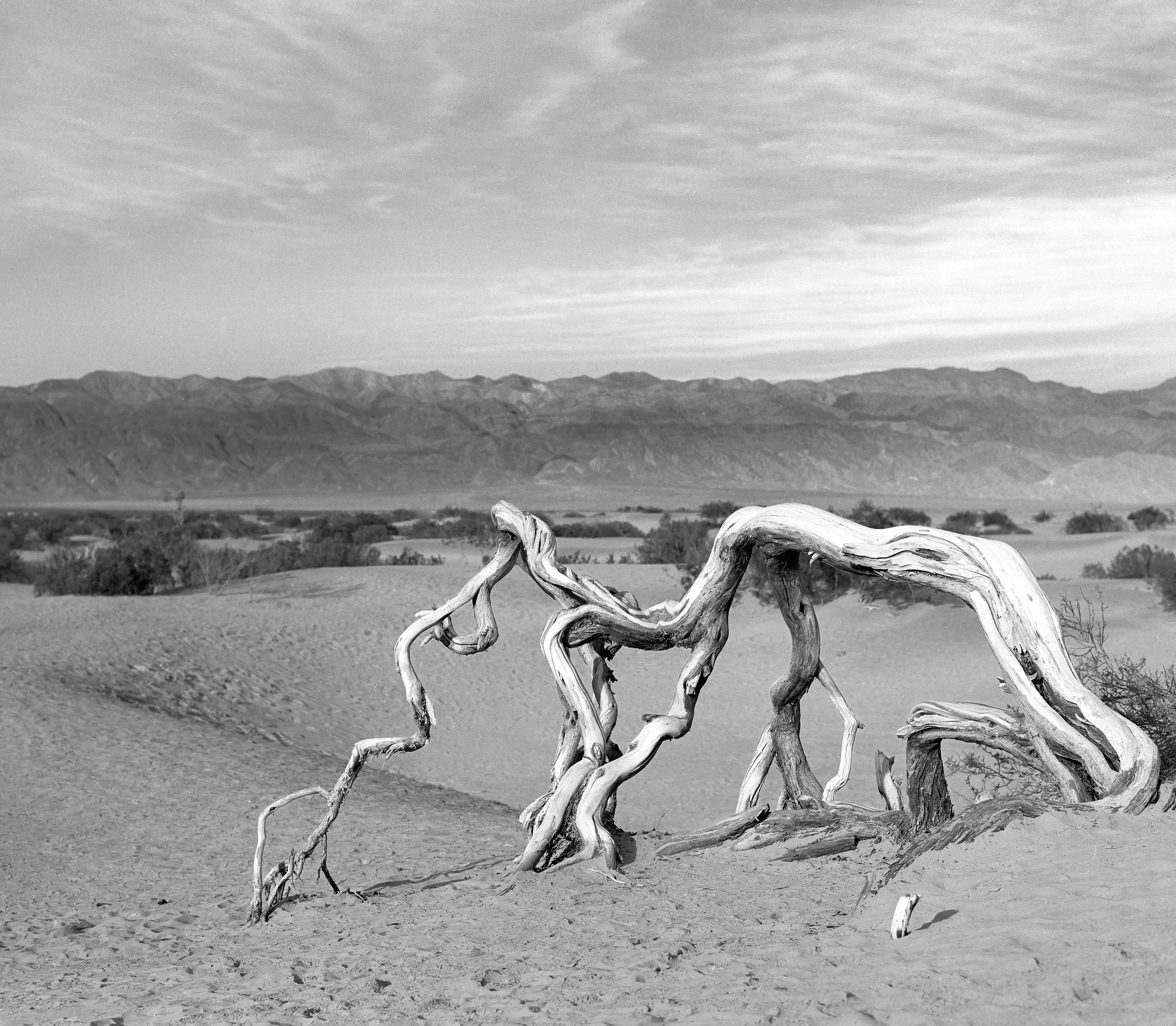 Death Valley 2026 Dead Tree-Edit.jpg