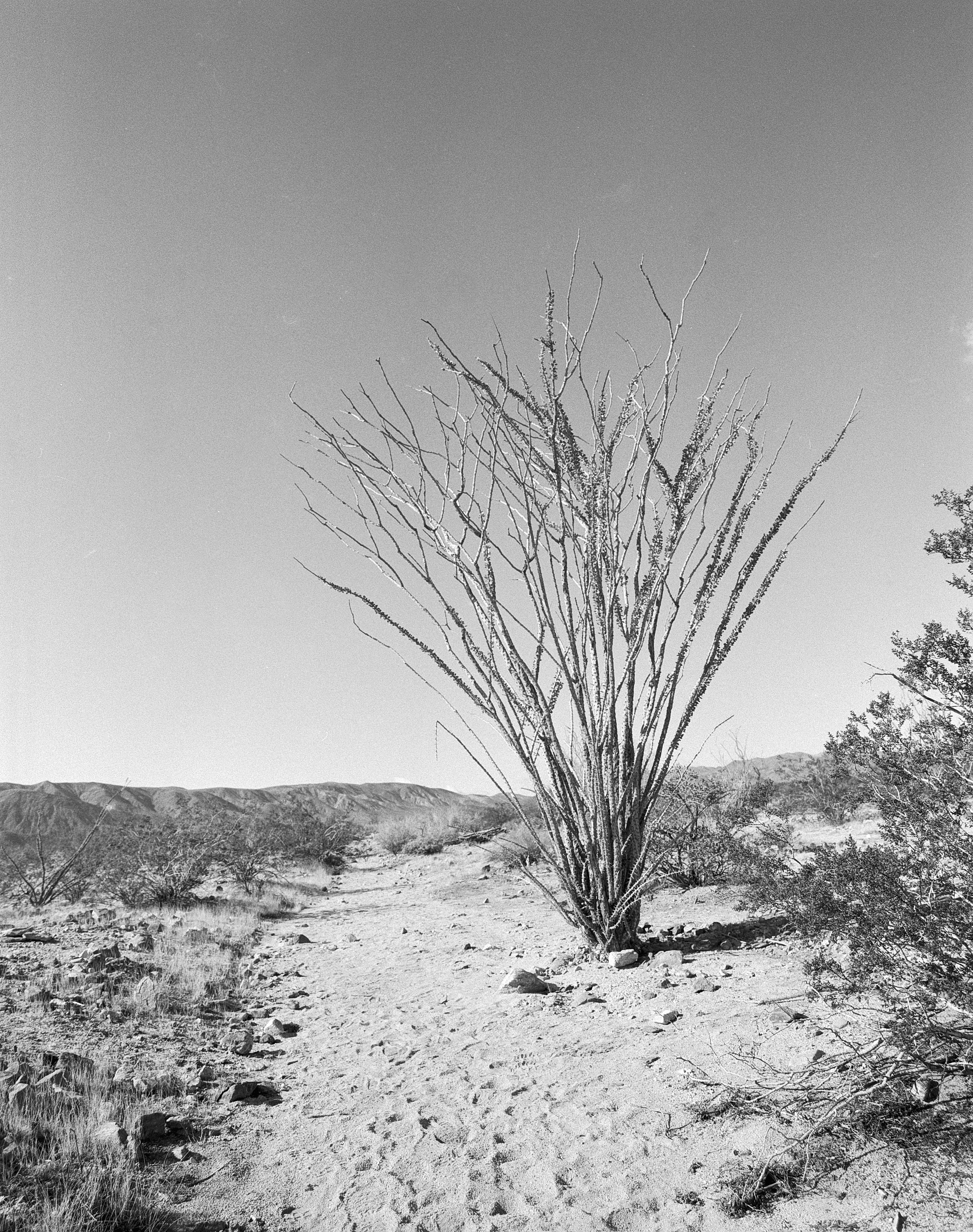 JT ocotillo (2).jpg