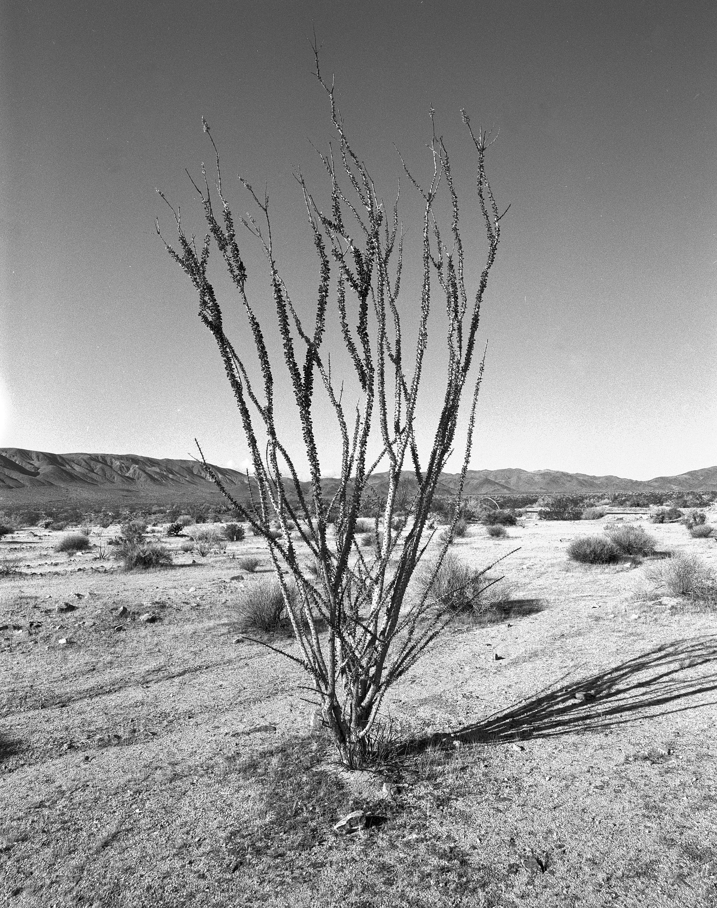 JT ocotillo.jpg