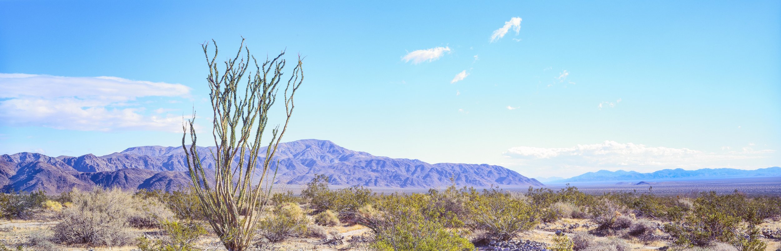 JT Ocotillo Landscape color-Edit.jpg