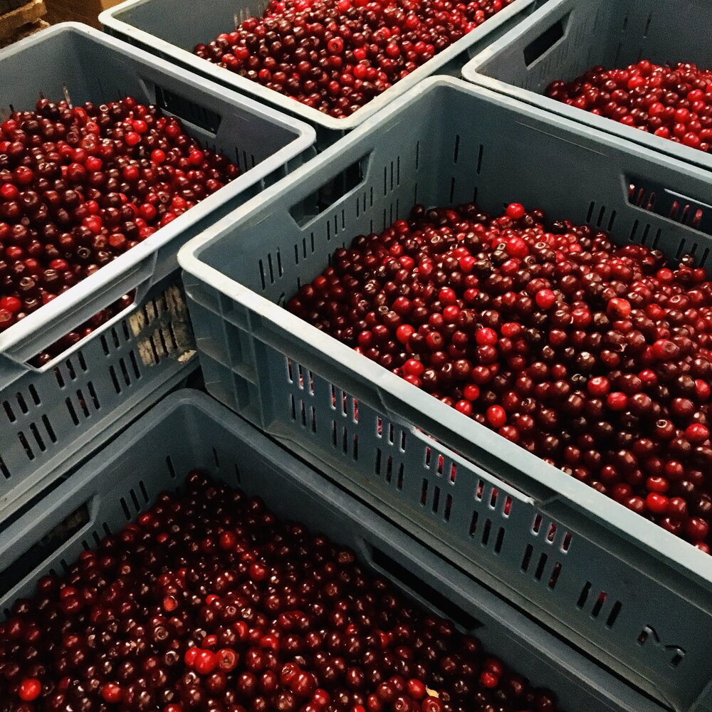 Schaerbeek cherries for Lou Pépé Kriek