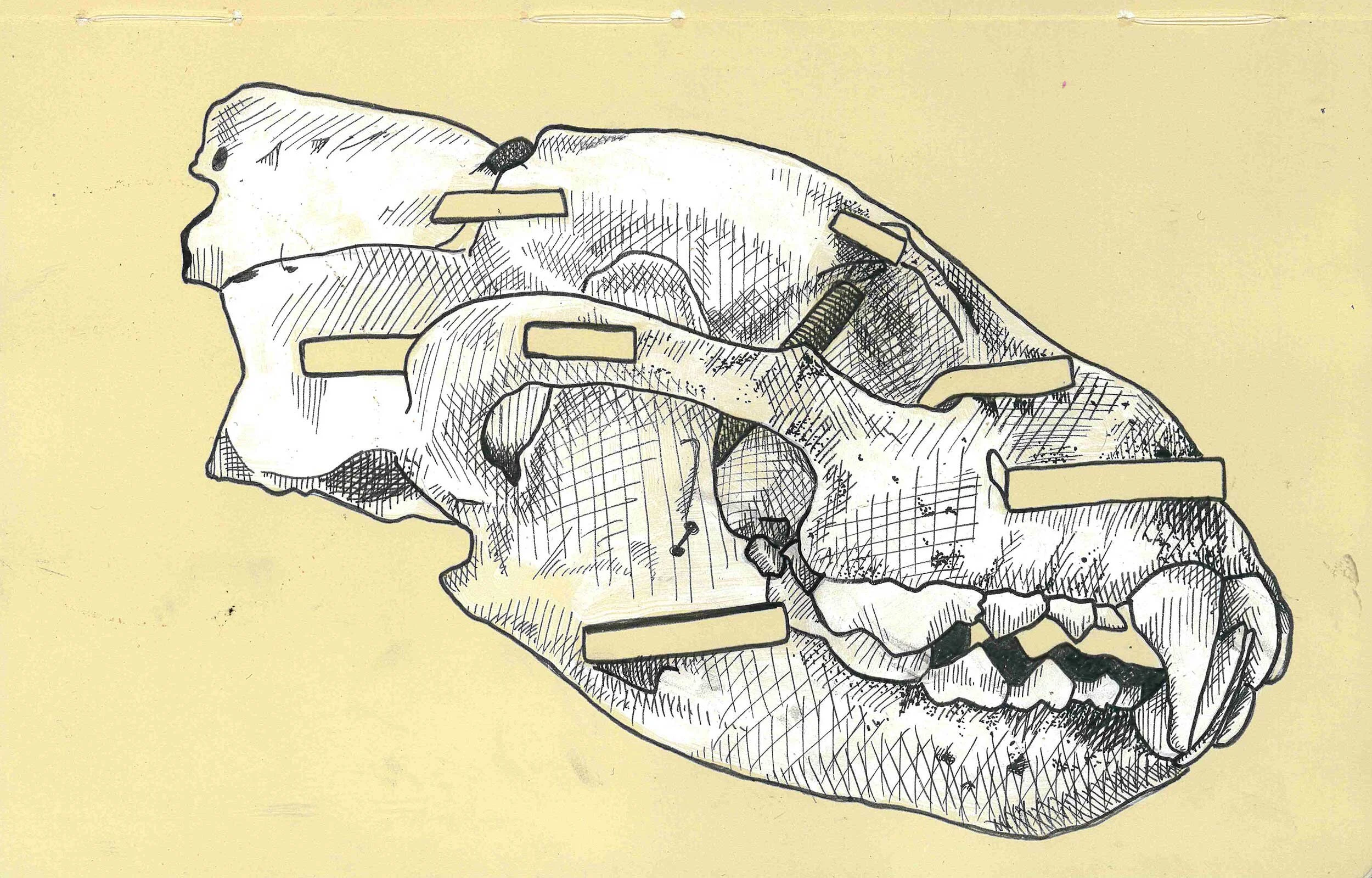 skullbook6.jpg