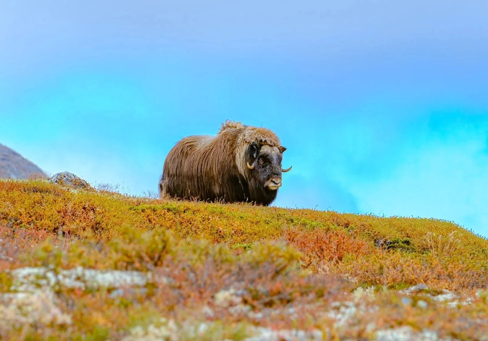 En stor bavian med brunt pels og store støttende tenner står på en ås med høstfargede busker under en klar blå himmel.