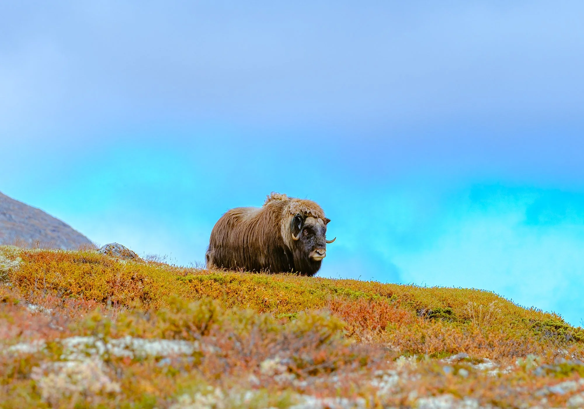En bisamjølke som står på en fargerik lynghekk under en klar blå himmel.