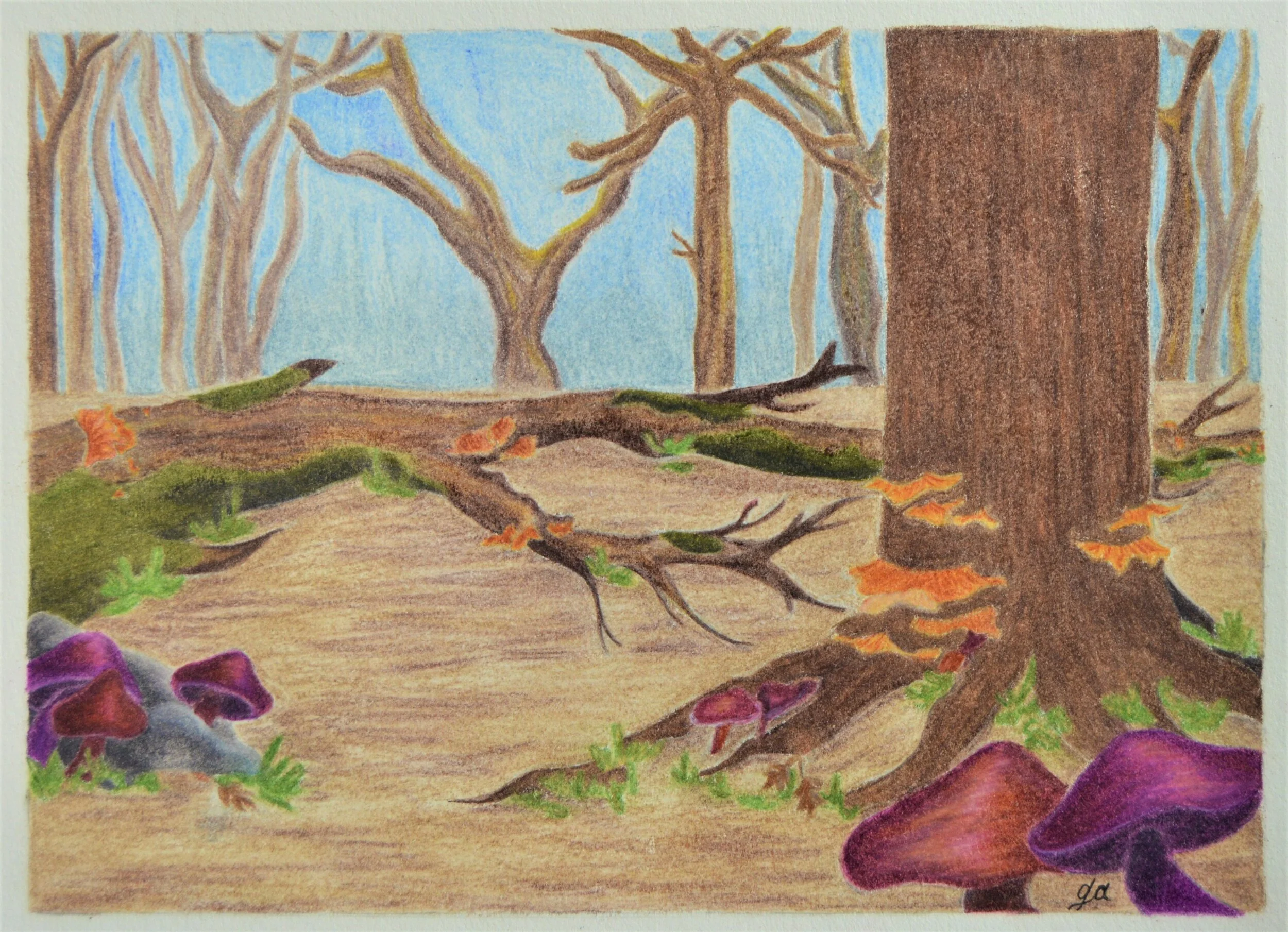 Mushrooms in the Forest-Colored Pencil