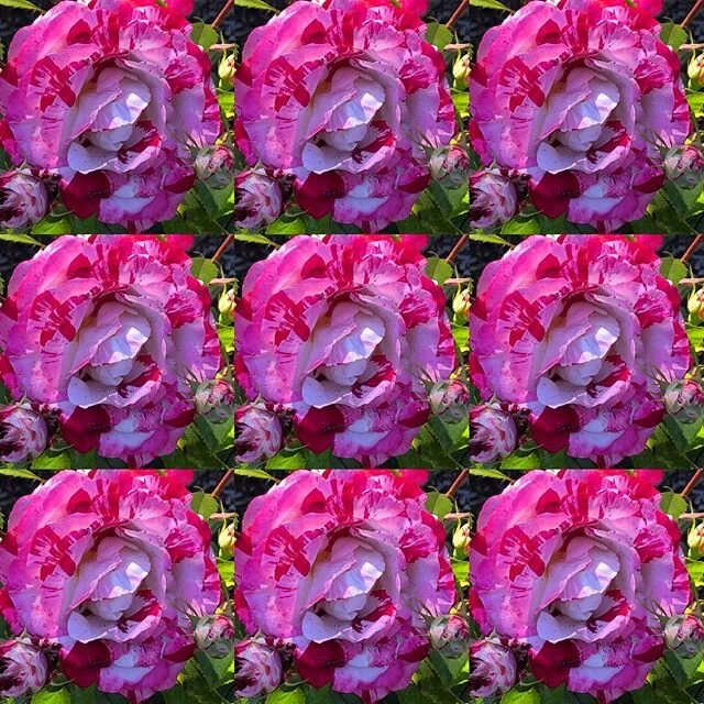 This little riot of a rose is called the Rock&rsquo;n&rsquo;roll Rose... #nofoolin #nofter #stuffisee @ #portlandinternationalrosetestgardengarden