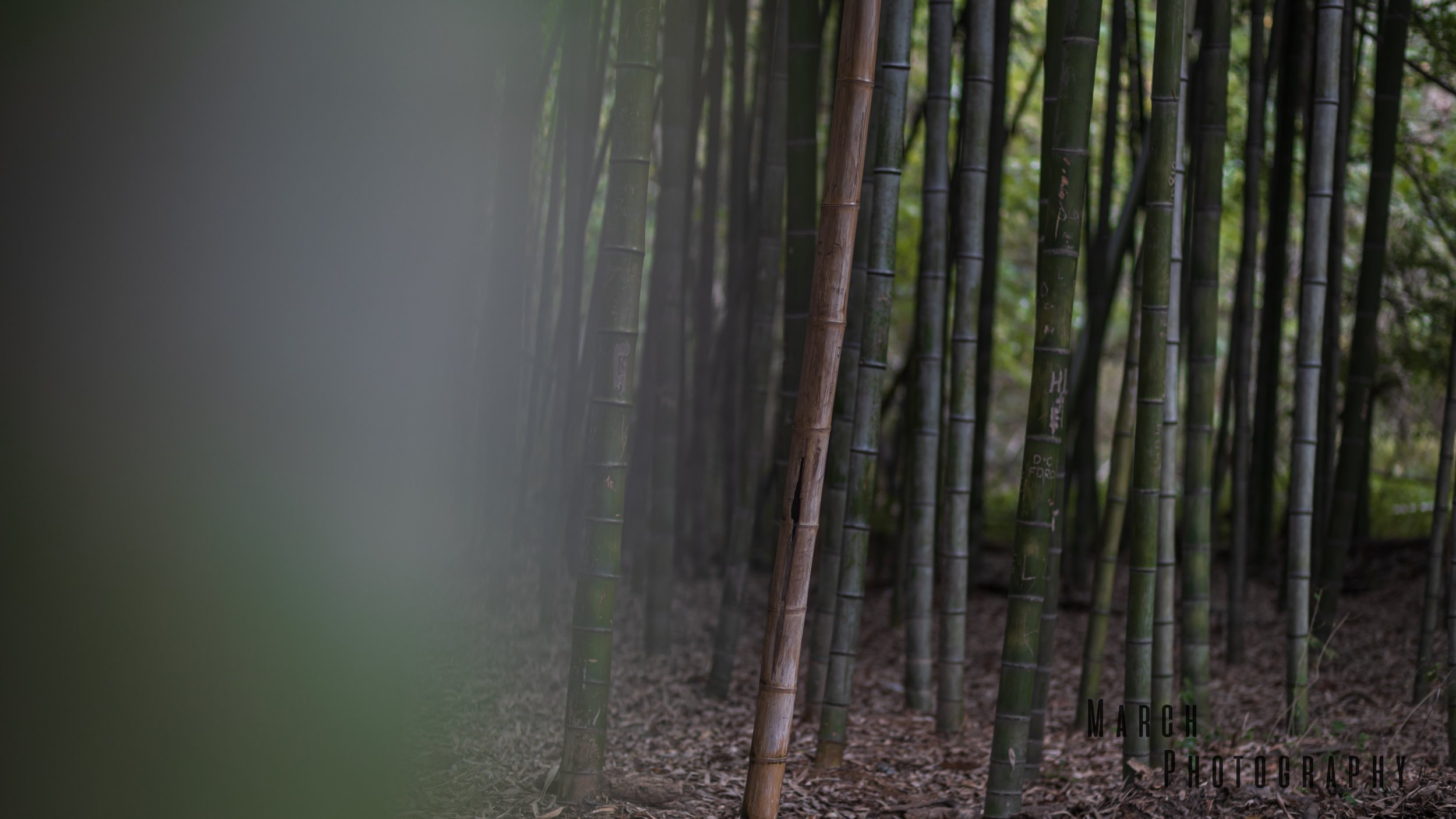 Bamboo Forest B.jpg