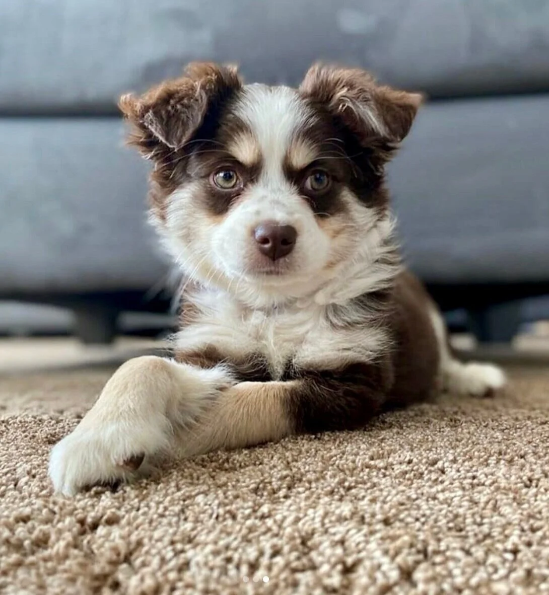 puppy nanny transport