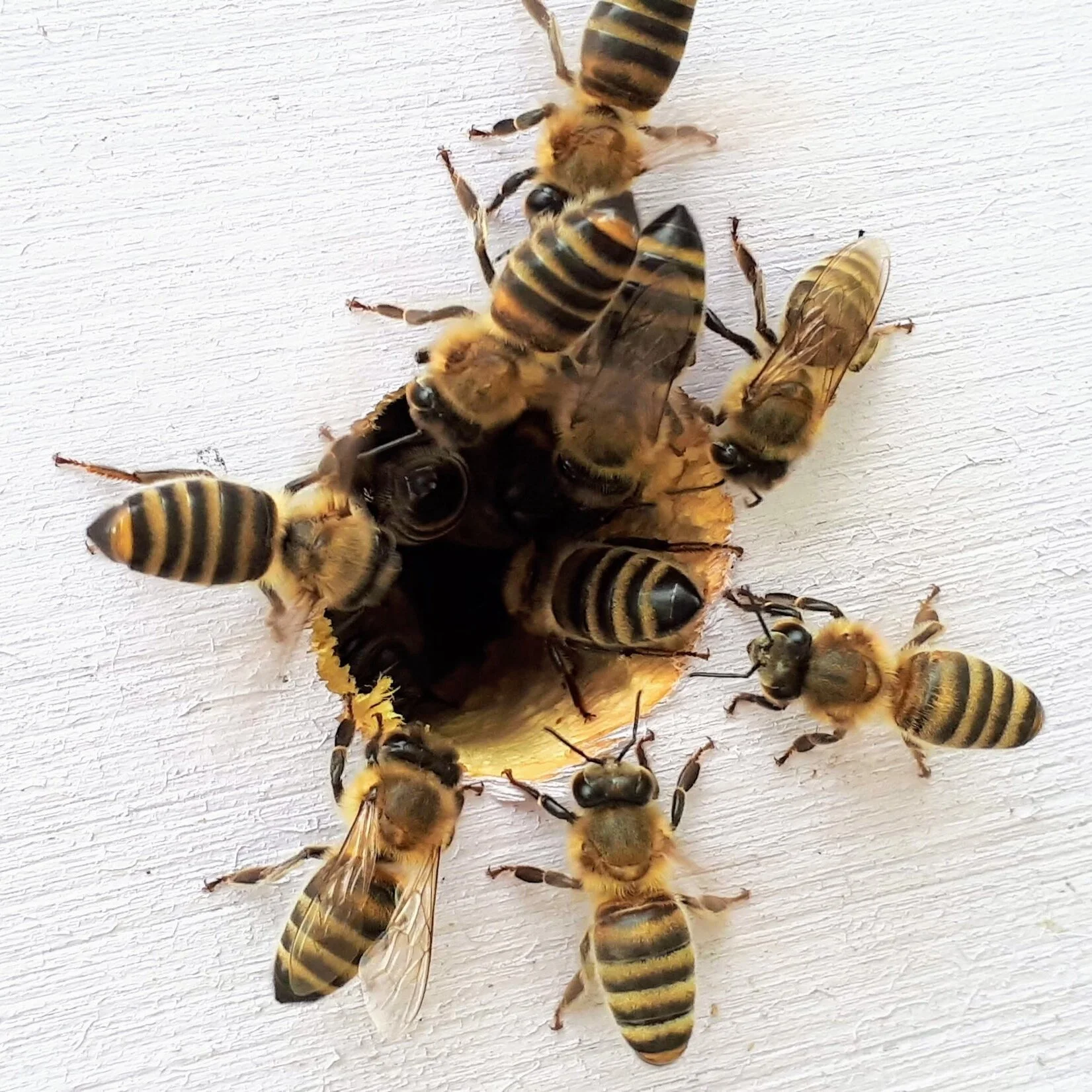 Can metabolic rate predict lifespan in worker bees?