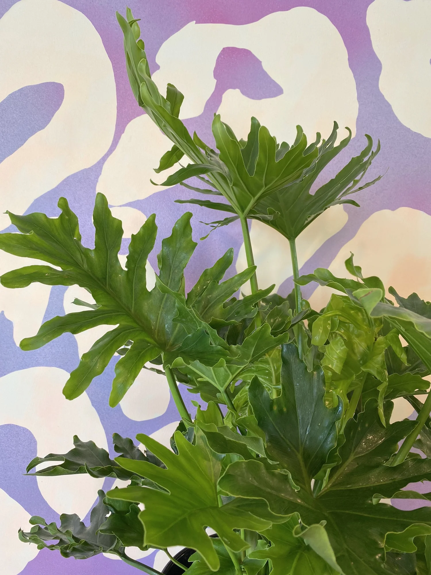 Philodendron Selloum 'Lickety Split'  The Tender Gardener