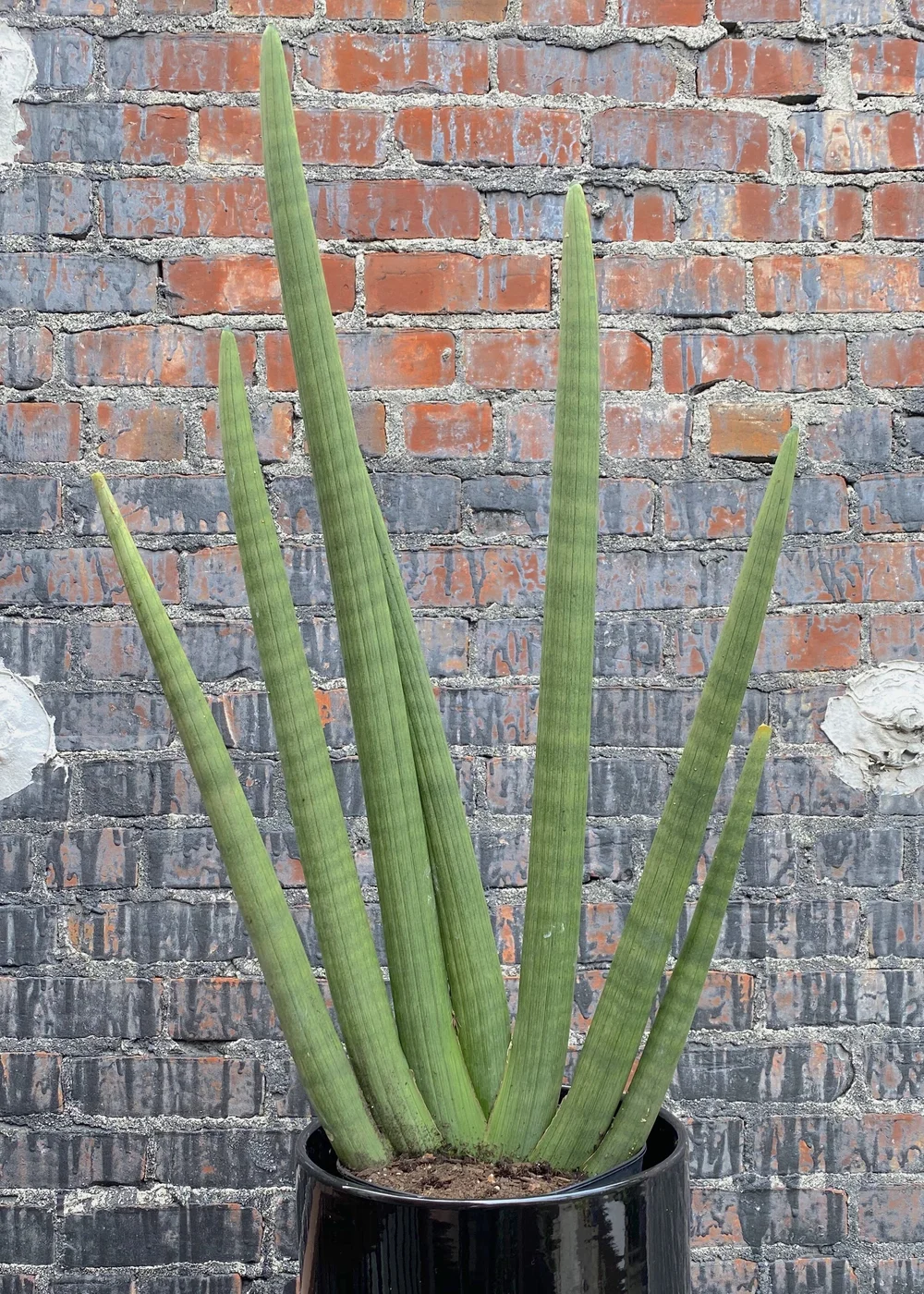 Sansevieria Mohawk The Tender Gardener