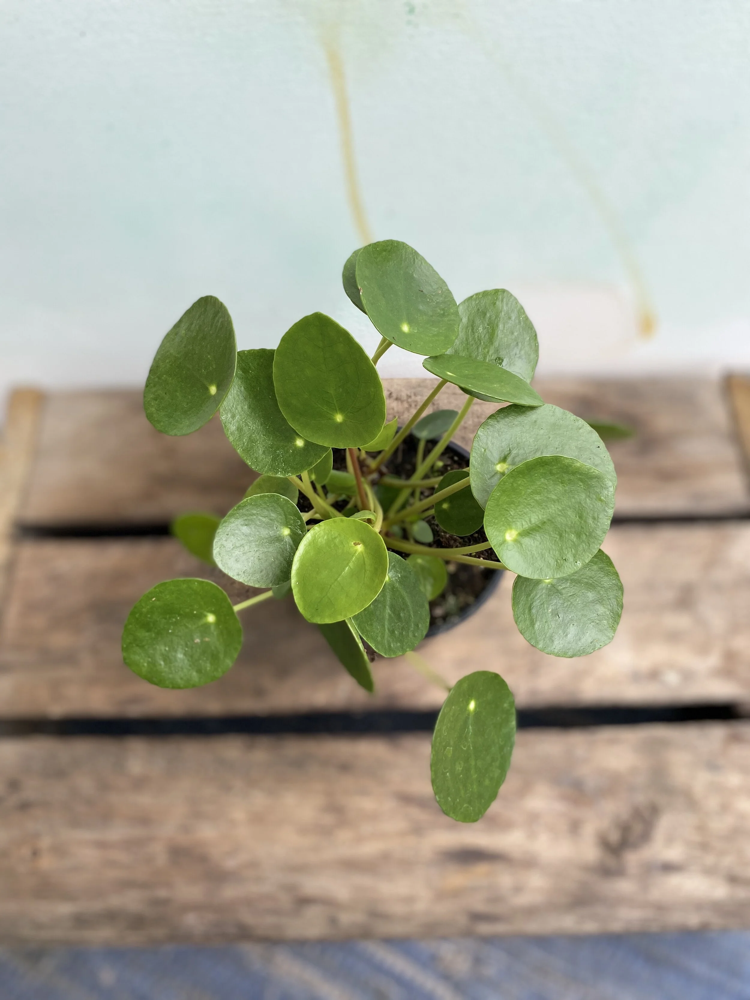 Pilea Peperomiodes